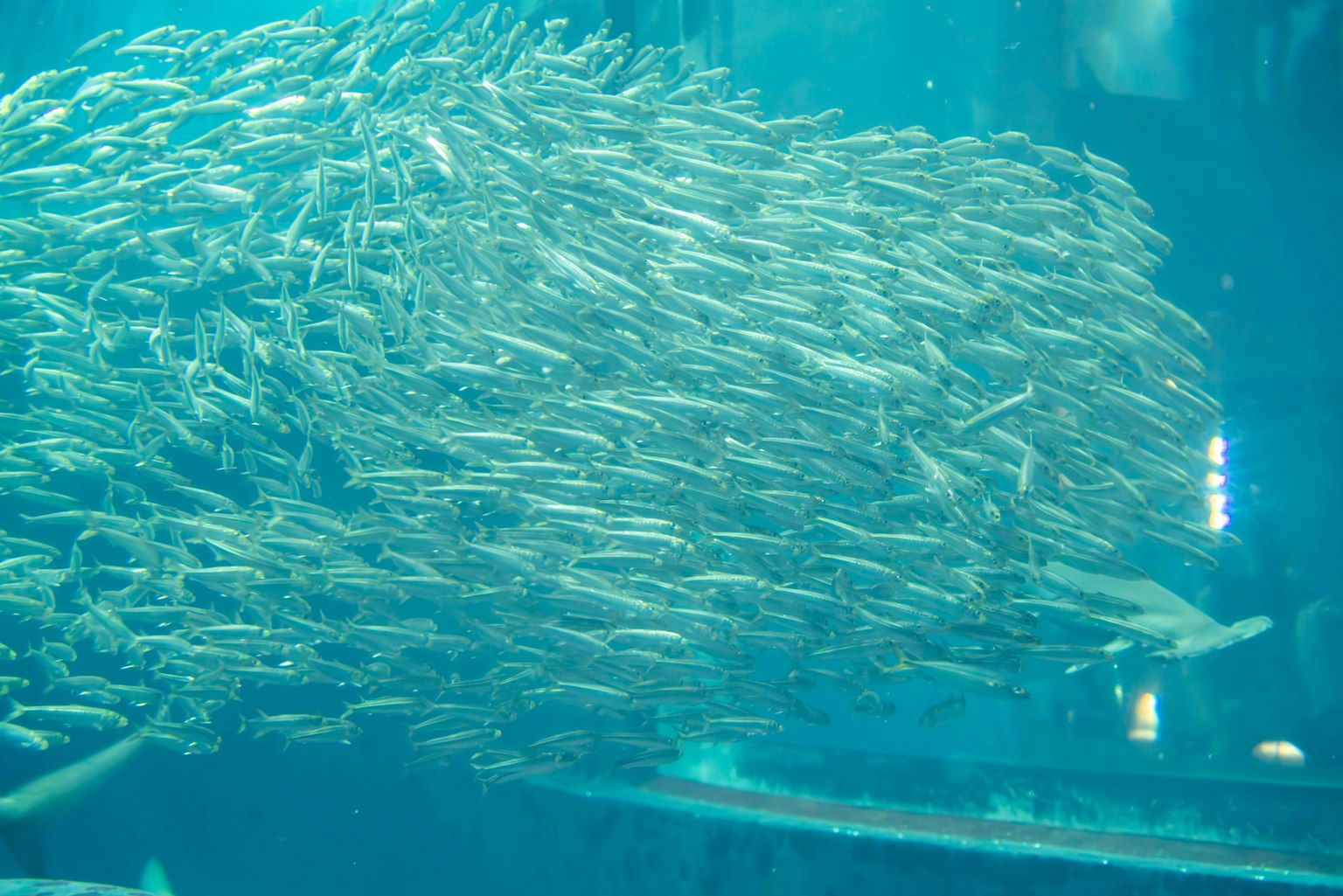 A school of small fish swimming together in a blue underwater scene