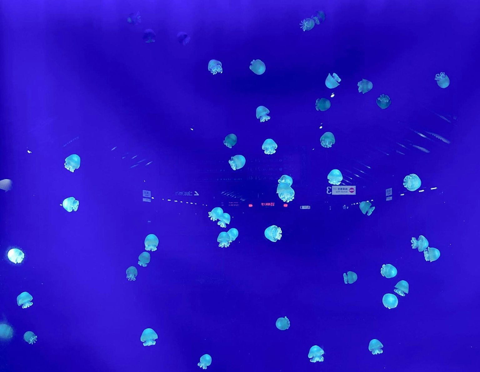 Un groupe de méduses flottant sur un fond bleu