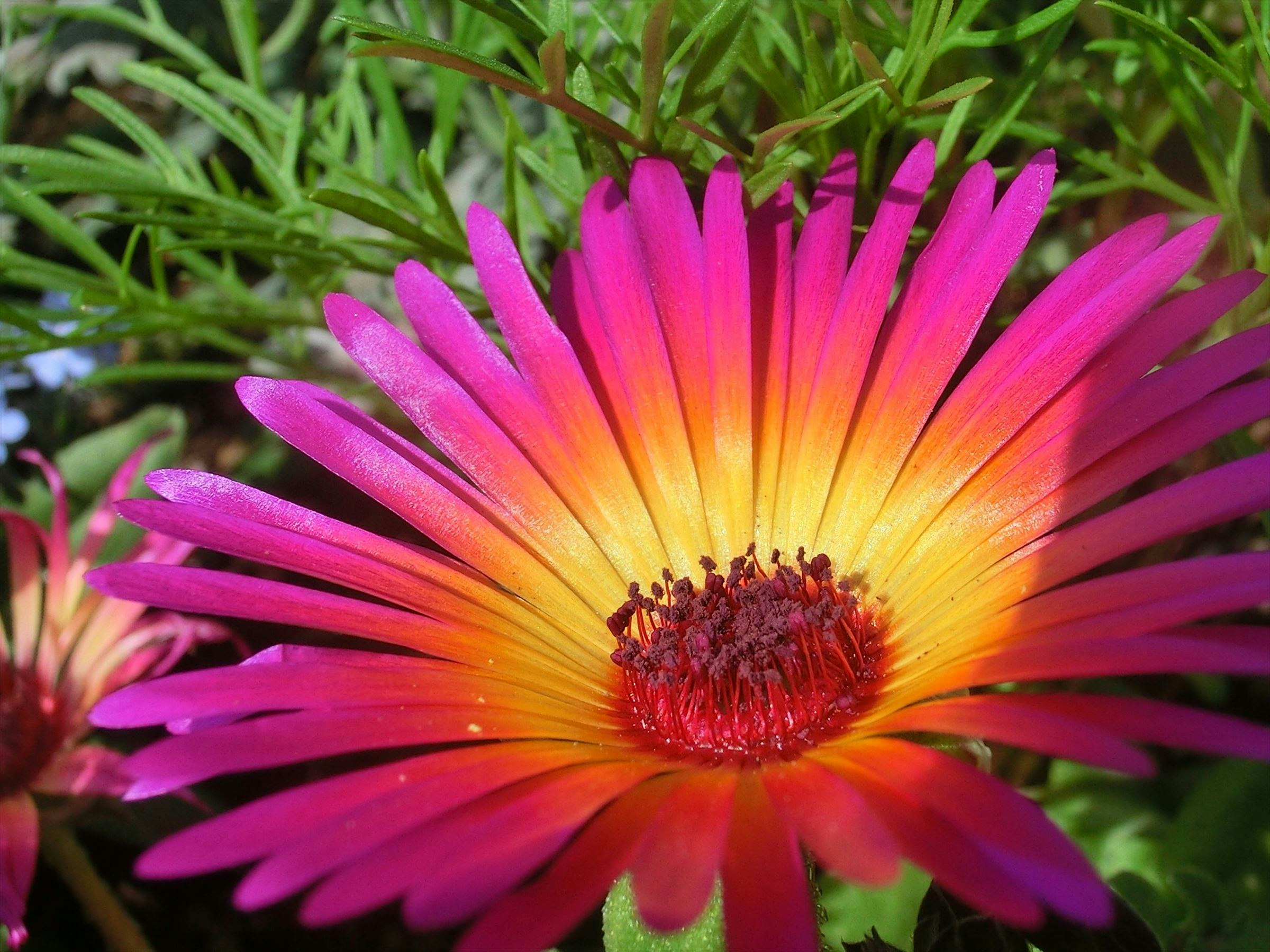 鮮やかな花びらが広がるガーベラの花のアップ
