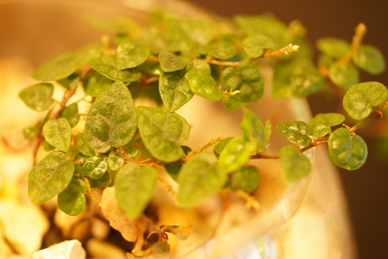 Gros plan d'une plante verte luxuriante avec des feuilles rondes capturée dans une lumière douce