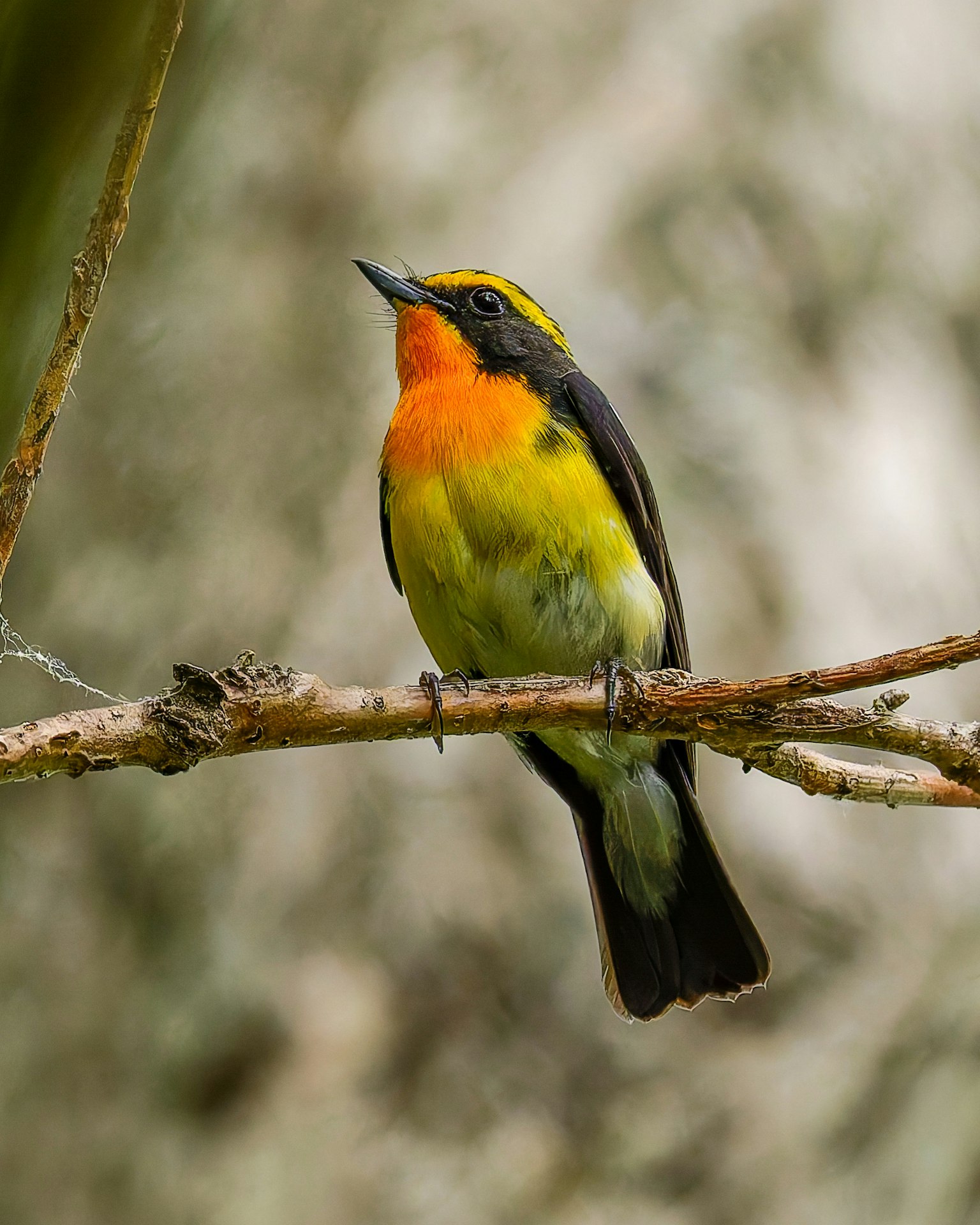 A small bird with vibrant orange and yellow feathers perched on a branch