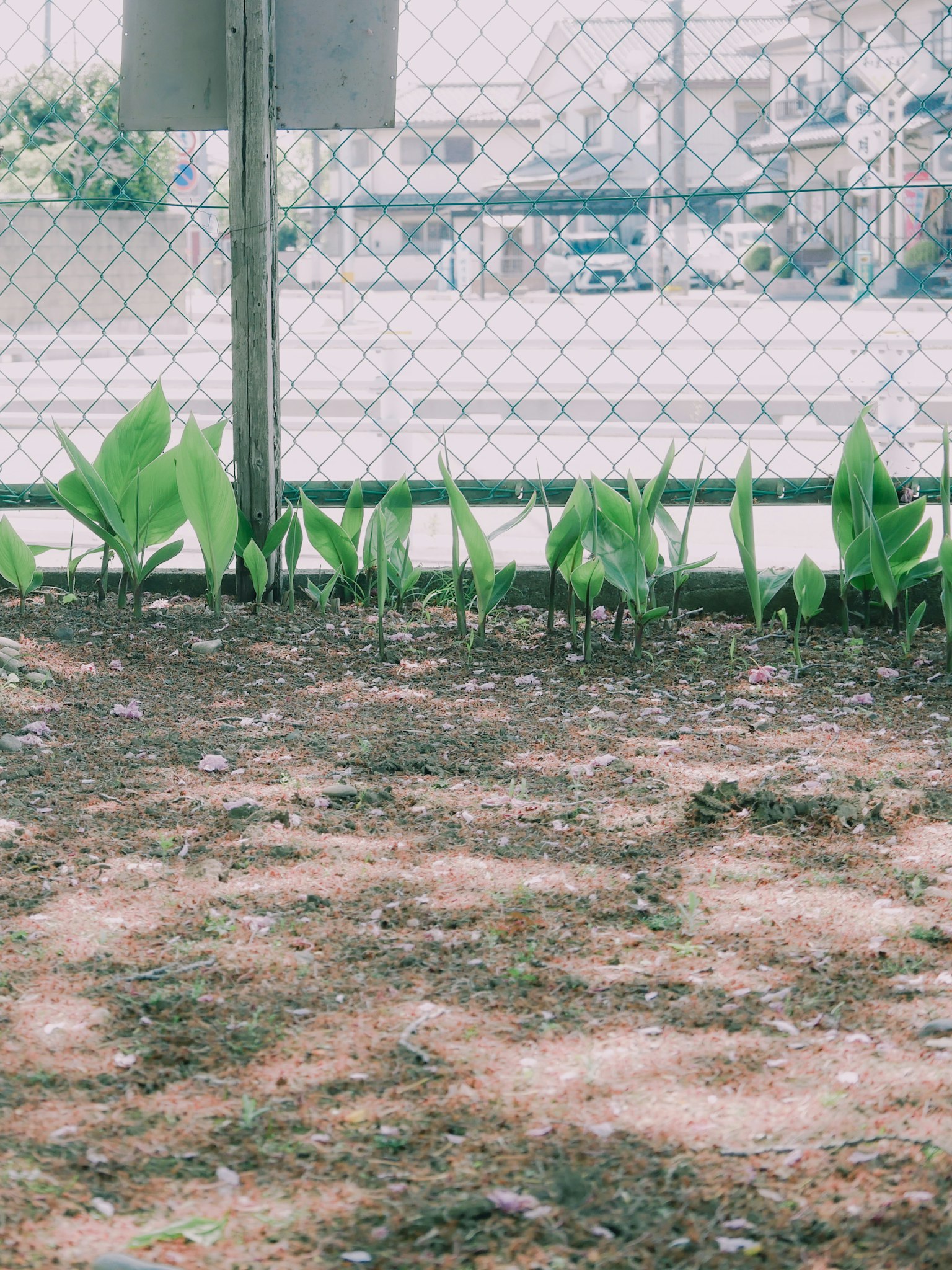 Suelo con plantas en crecimiento y una cerca al fondo