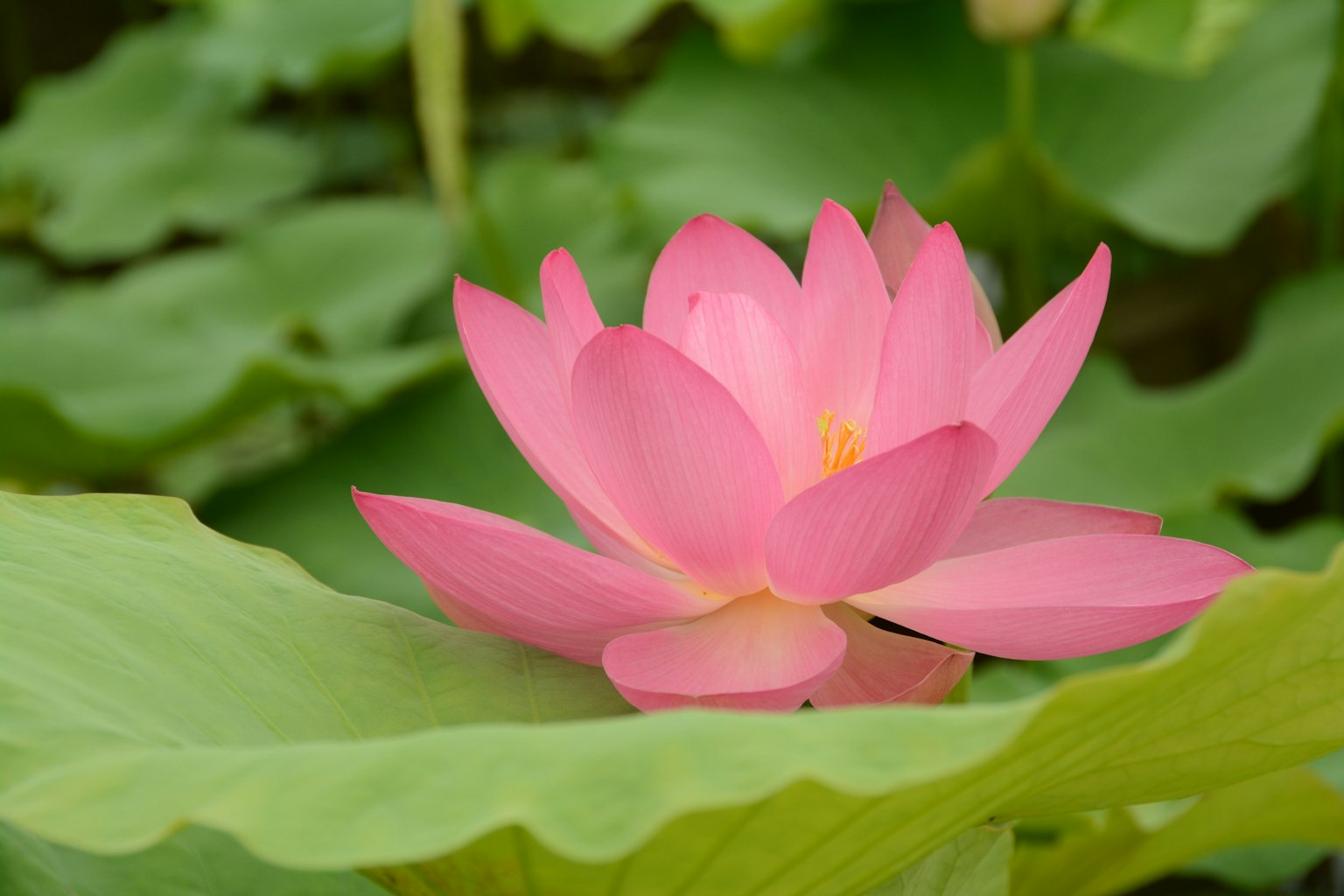 Una hermosa flor de loto rosa floreciendo sobre hojas verdes