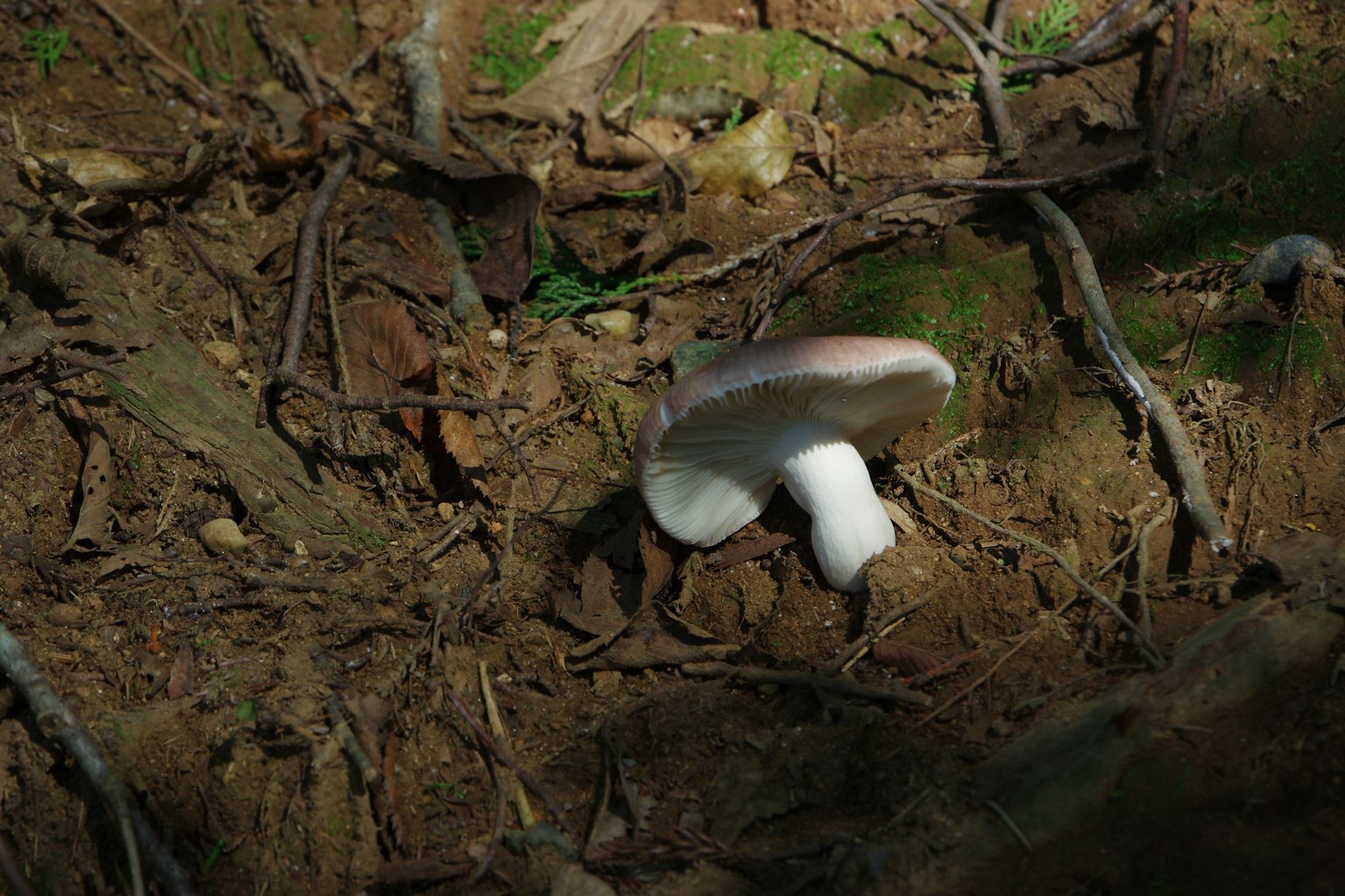Bild eines weißen Pilzes, der in einem Wald wächst