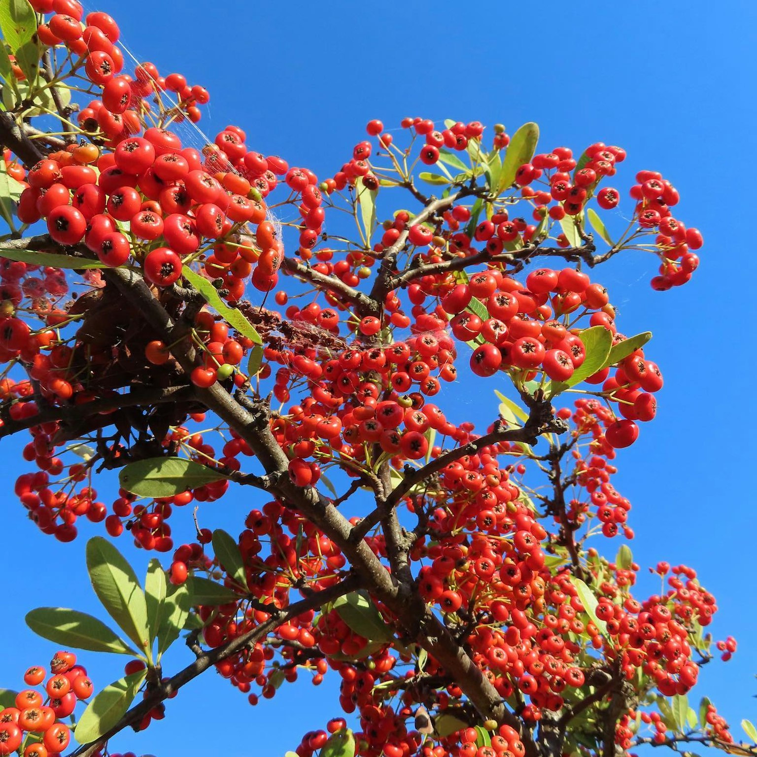 Cabang pohon dengan banyak buah merah di latar belakang langit biru yang cerah