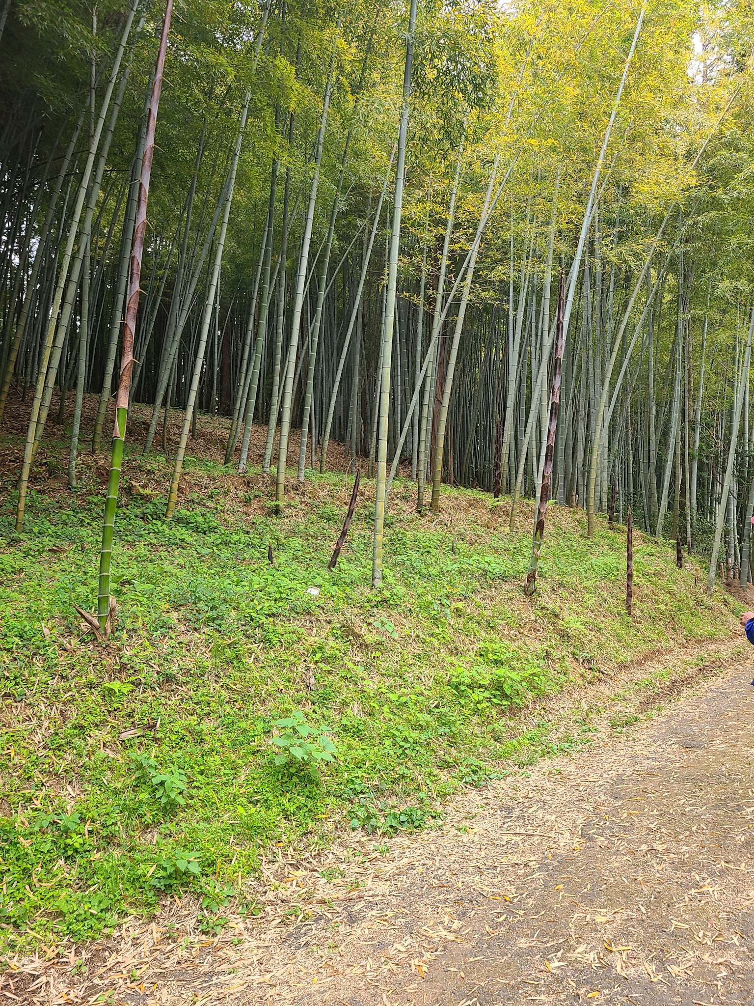 Bosque de bambú verde con un camino de tierra