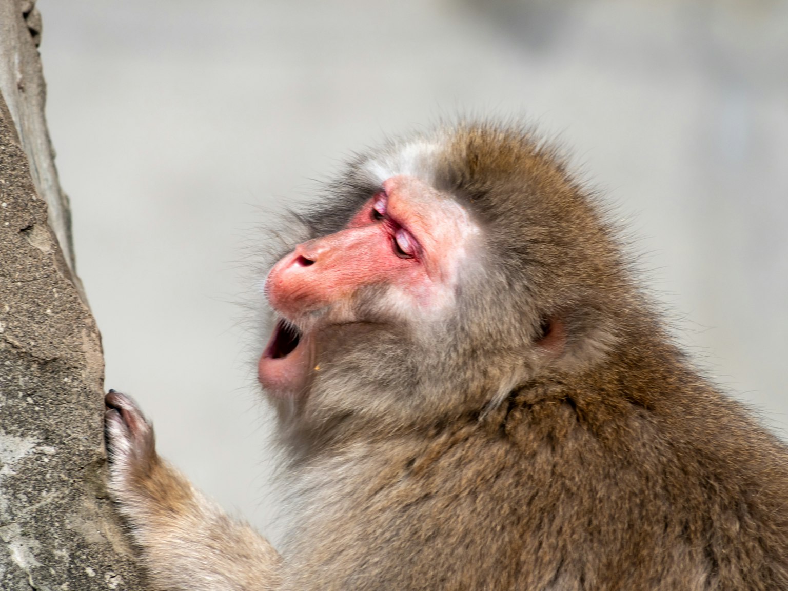 Un singe vocalisant en se penchant contre une roche