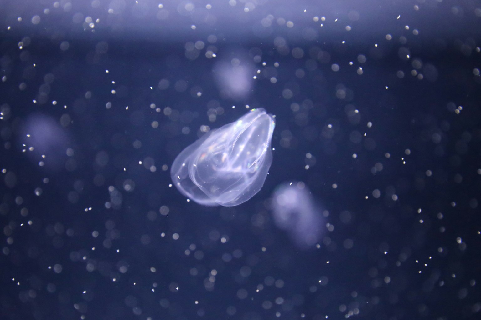 Una medusa translúcida flotando en el agua con un fondo azul