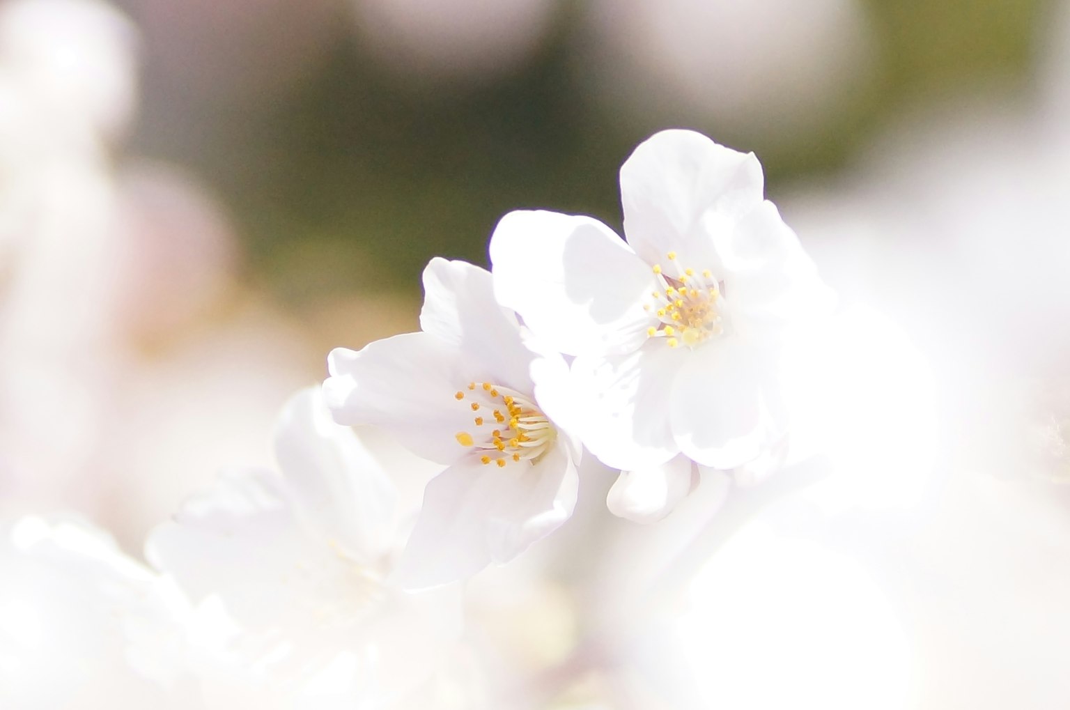 부드러운 배경의 흰 꽃 클로즈업