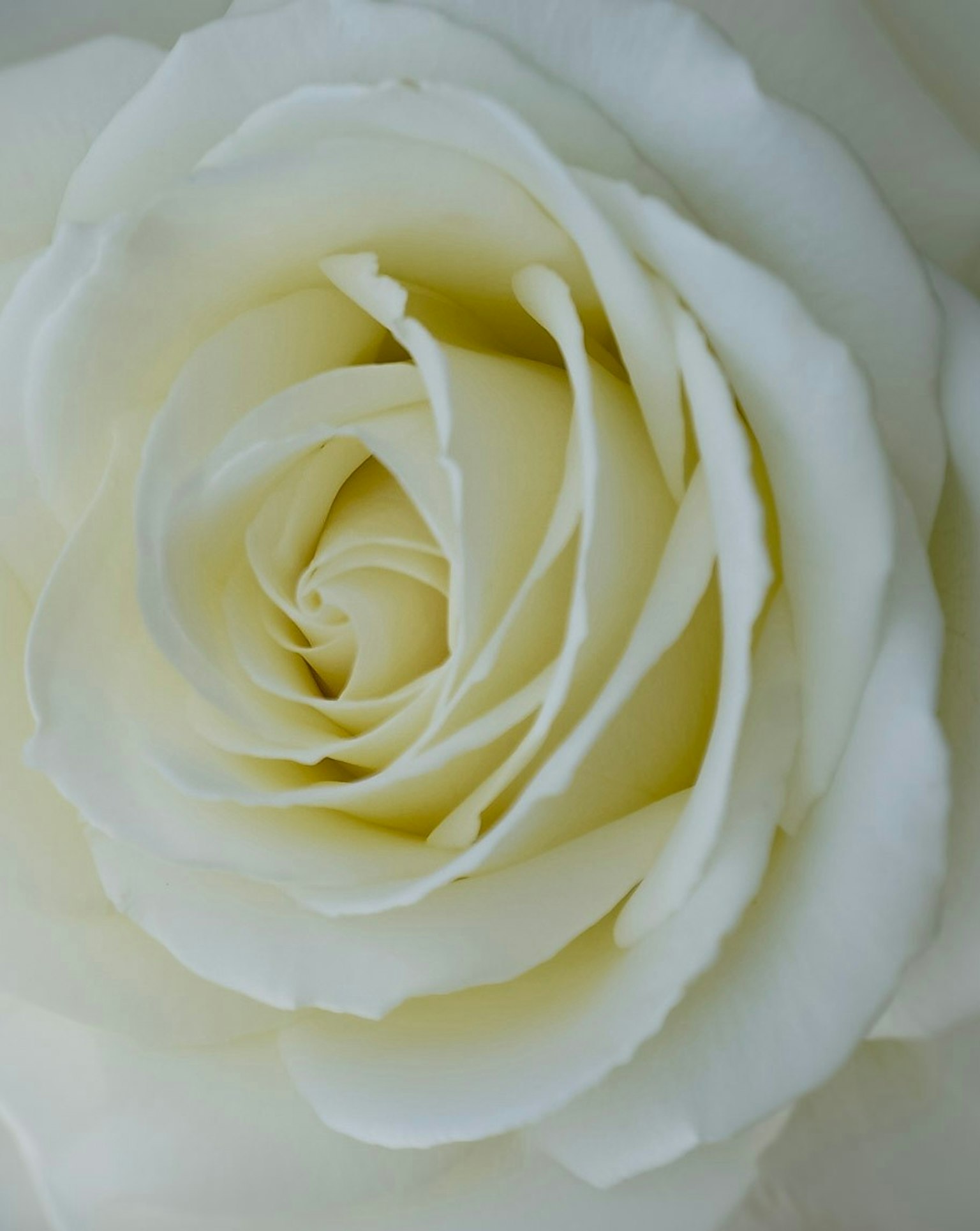 Close-up bunga mawar putih dengan kelopak lembut dan halus