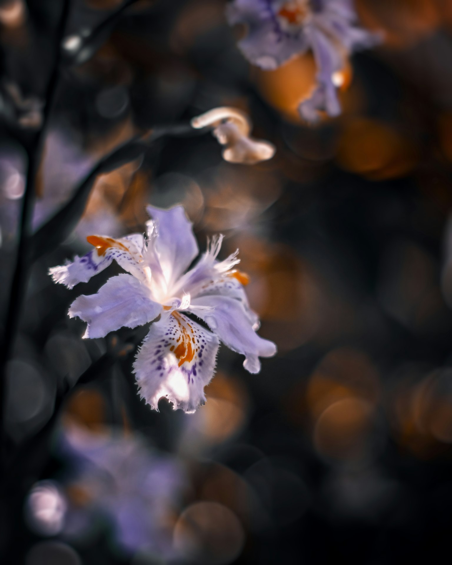 Hình ảnh đẹp của hoa màu tím nhạt tương phản với nền bokeh màu cam