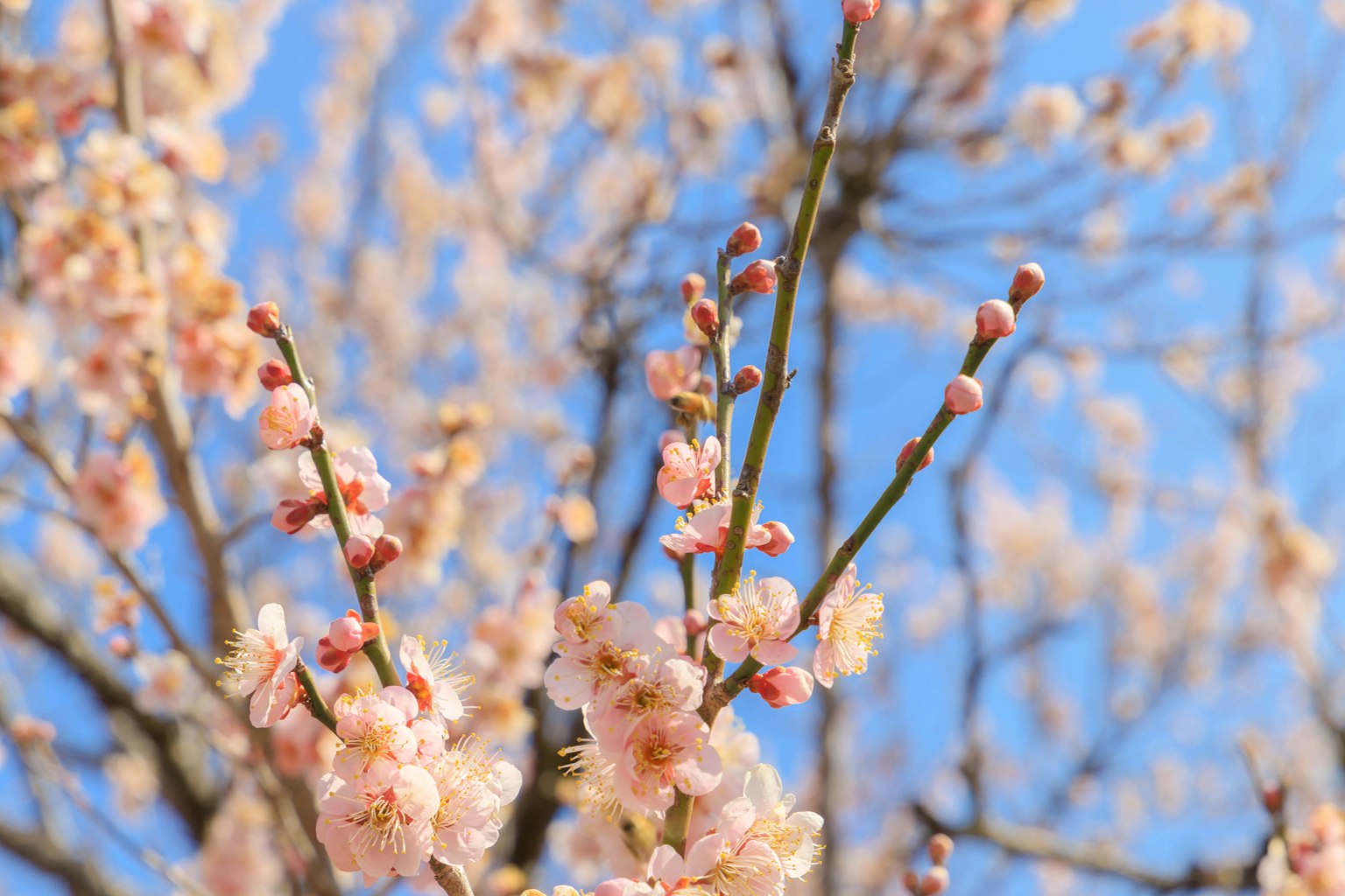 Cabang bunga sakura mekar di bawah langit biru