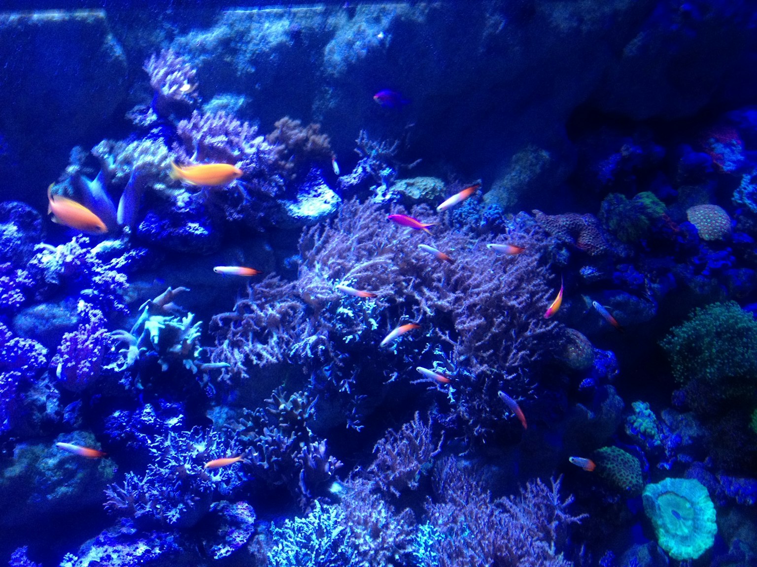 Underwater scene featuring a coral reef illuminated by blue light with colorful fish