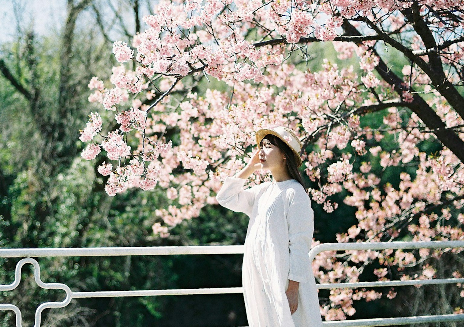 一位穿着白色裙子的女性站在樱花树下