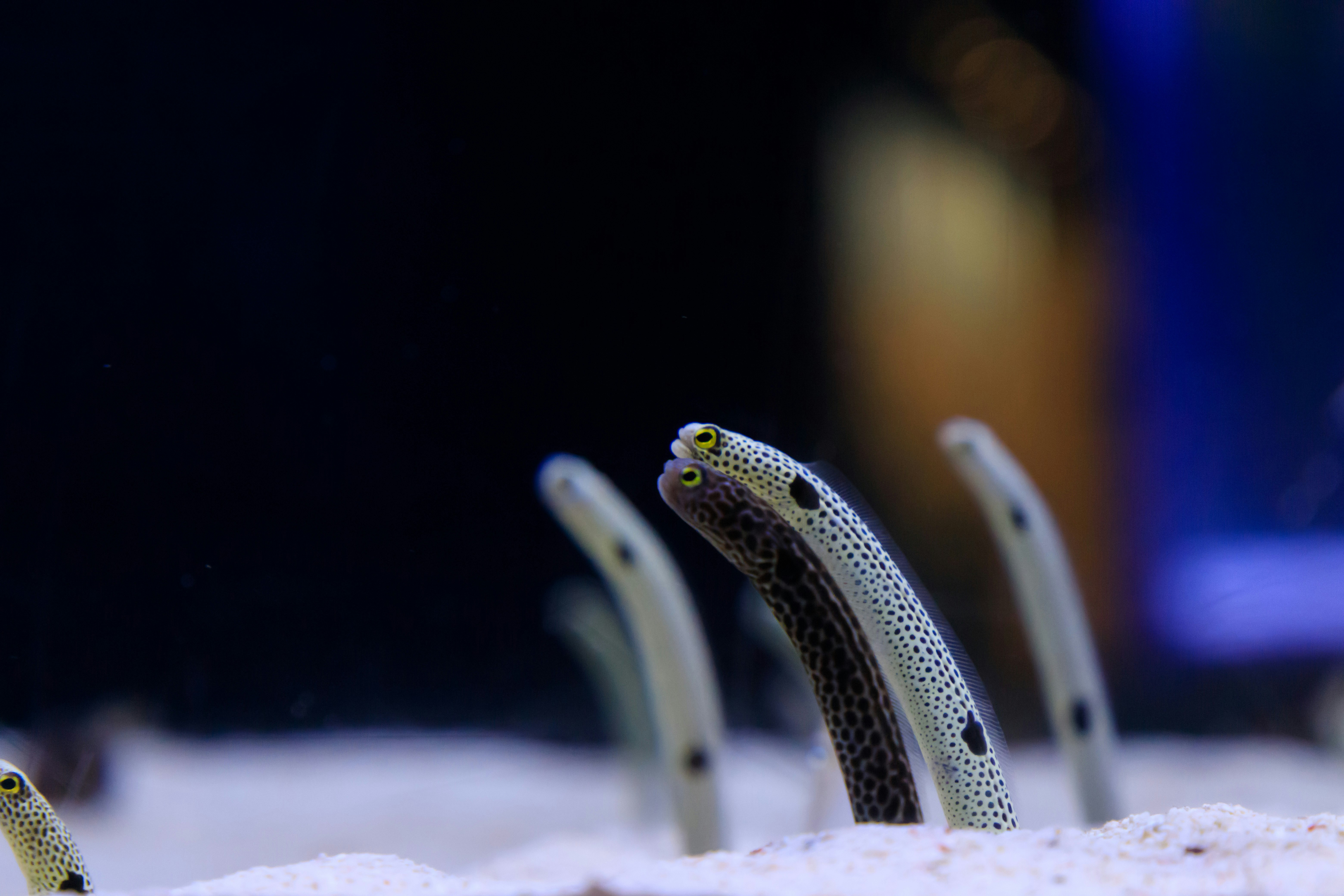 水槽の砂地にいる小さな魚の群れのアップ