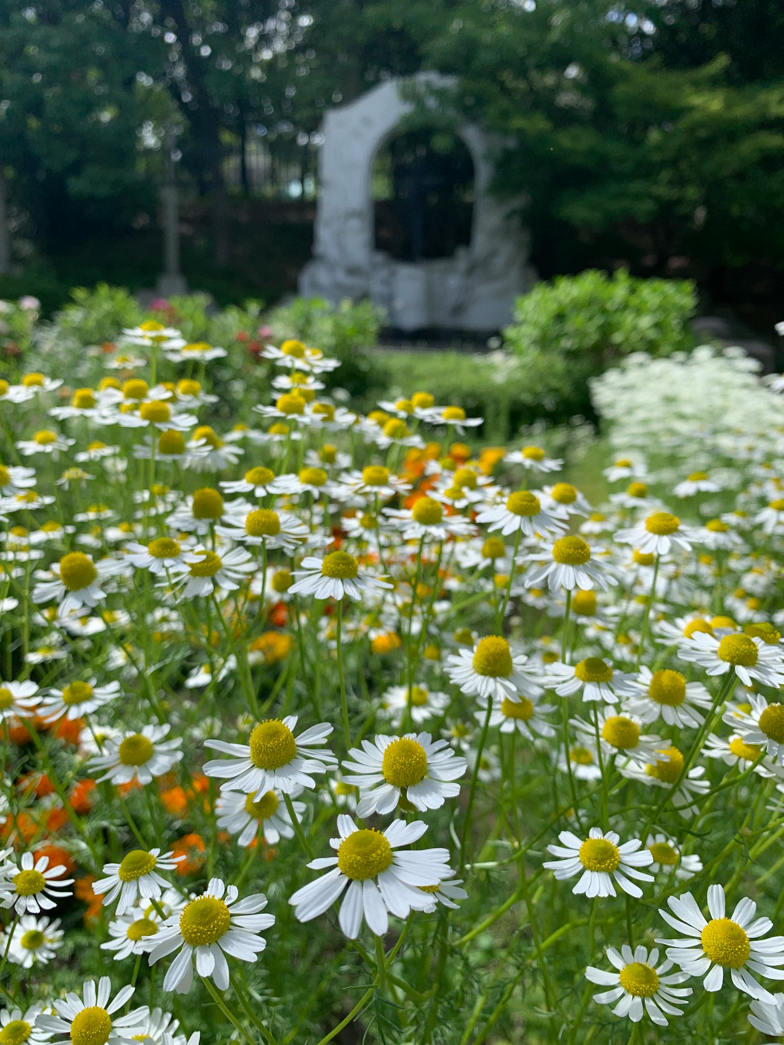 白い花とオレンジの花が咲く庭の風景 背景には石のアーチが見える