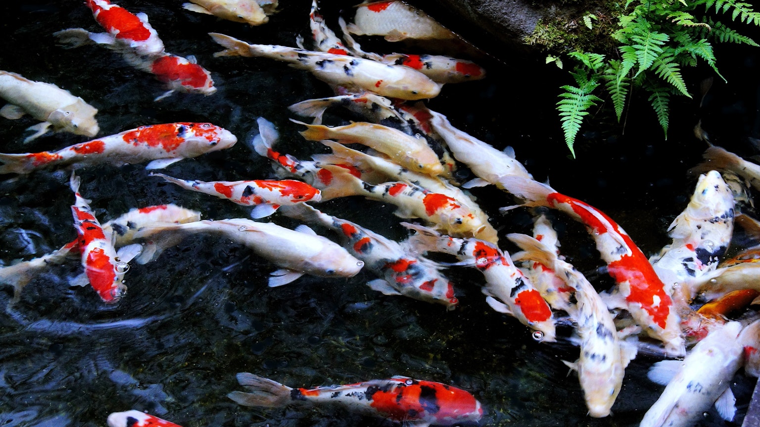 Ikan koi berwarna-warni berenang di kolam dengan pakis hijau di dekatnya