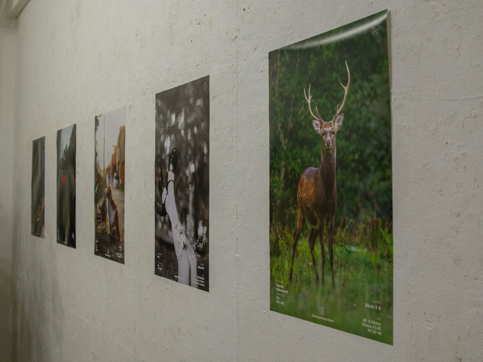 Mur de galerie affichant une série de photographies d'animaux dont un cerf