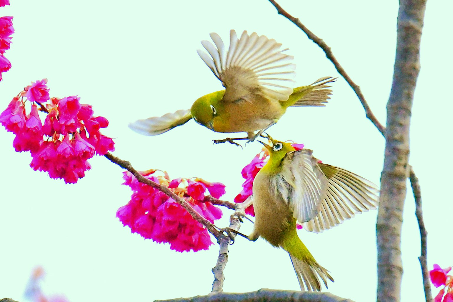桜の花の枝にとまる二羽のメジロが飛び交う様子