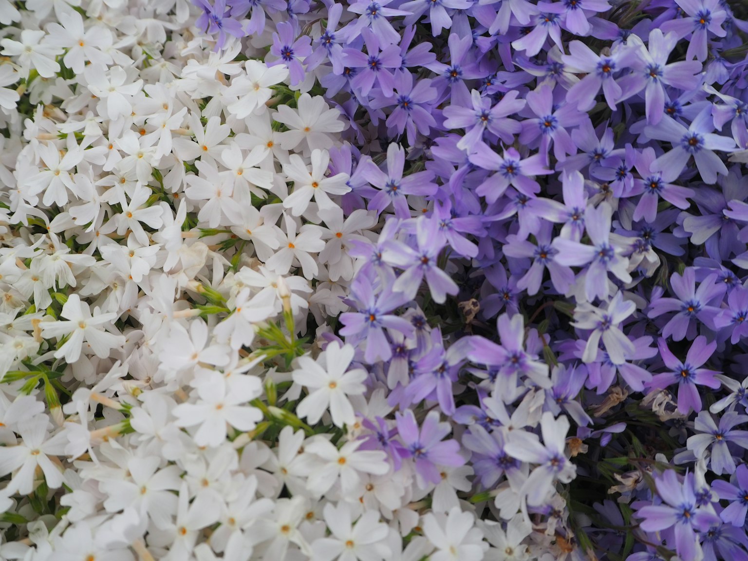 Un paesaggio bellissimo con un mix di piccoli fiori bianchi e viola