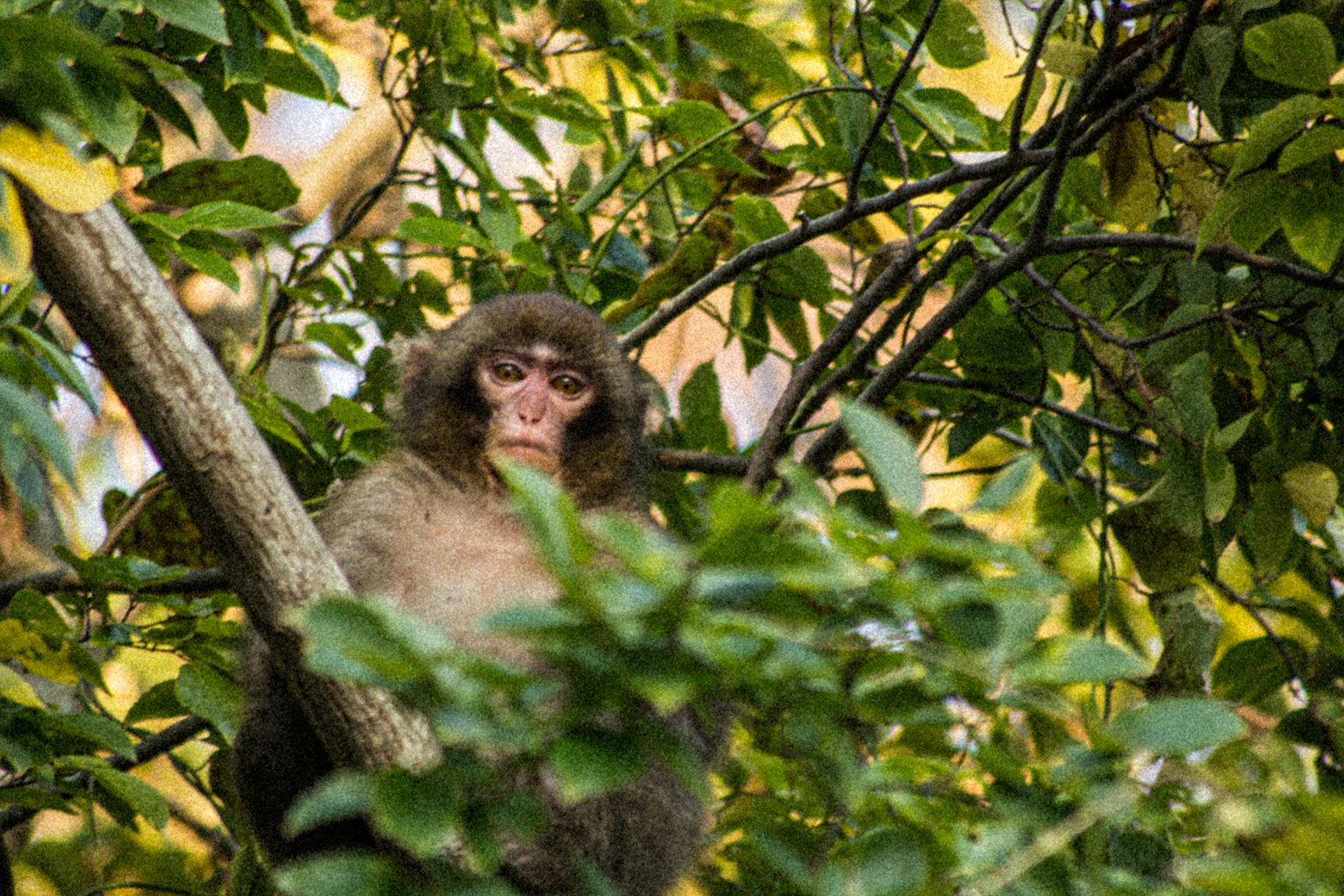 Ein Affe sitzt auf einem Baumzweig umgeben von grünen Blättern