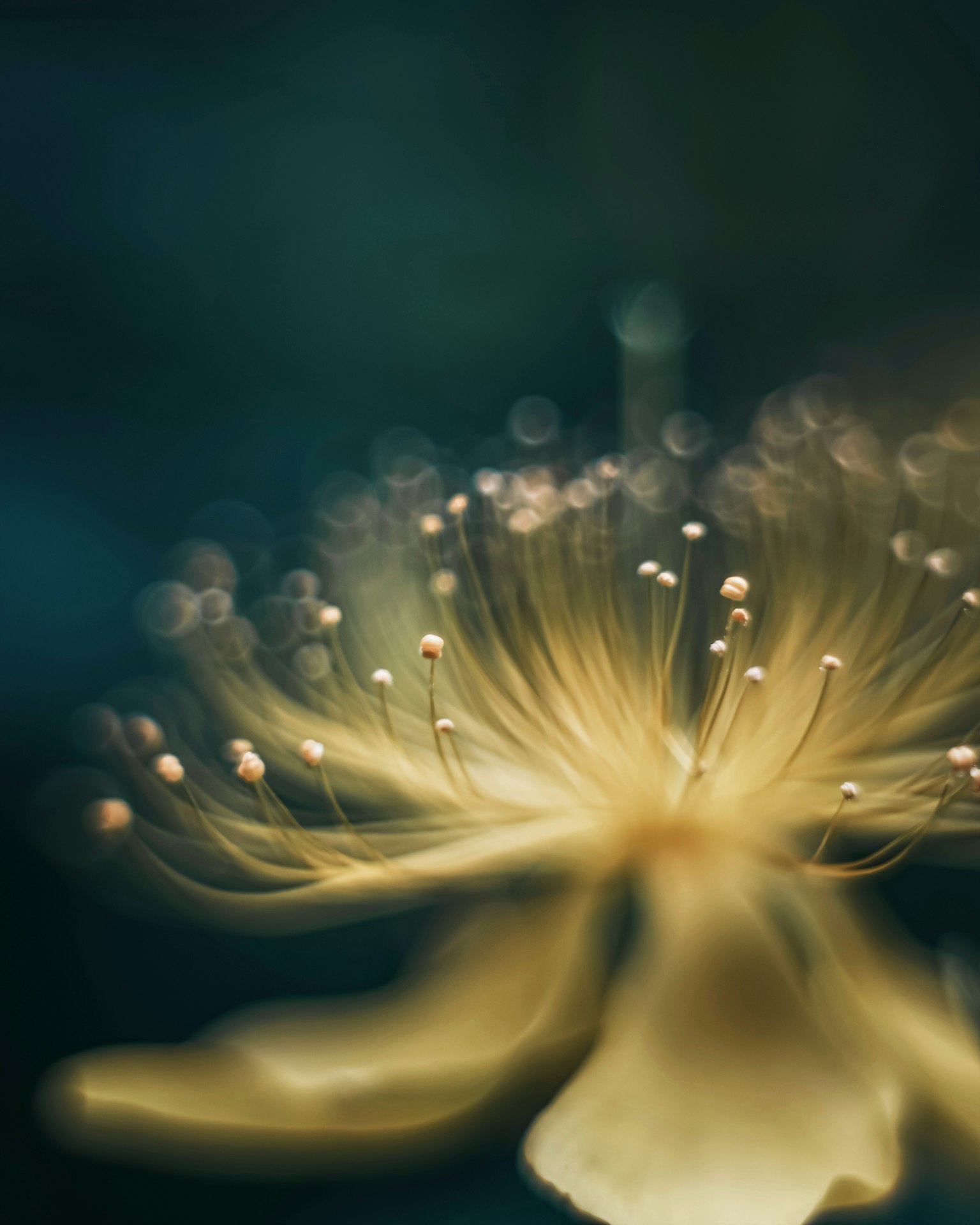 파란 배경의 연한 노란 꽃 클로즈업