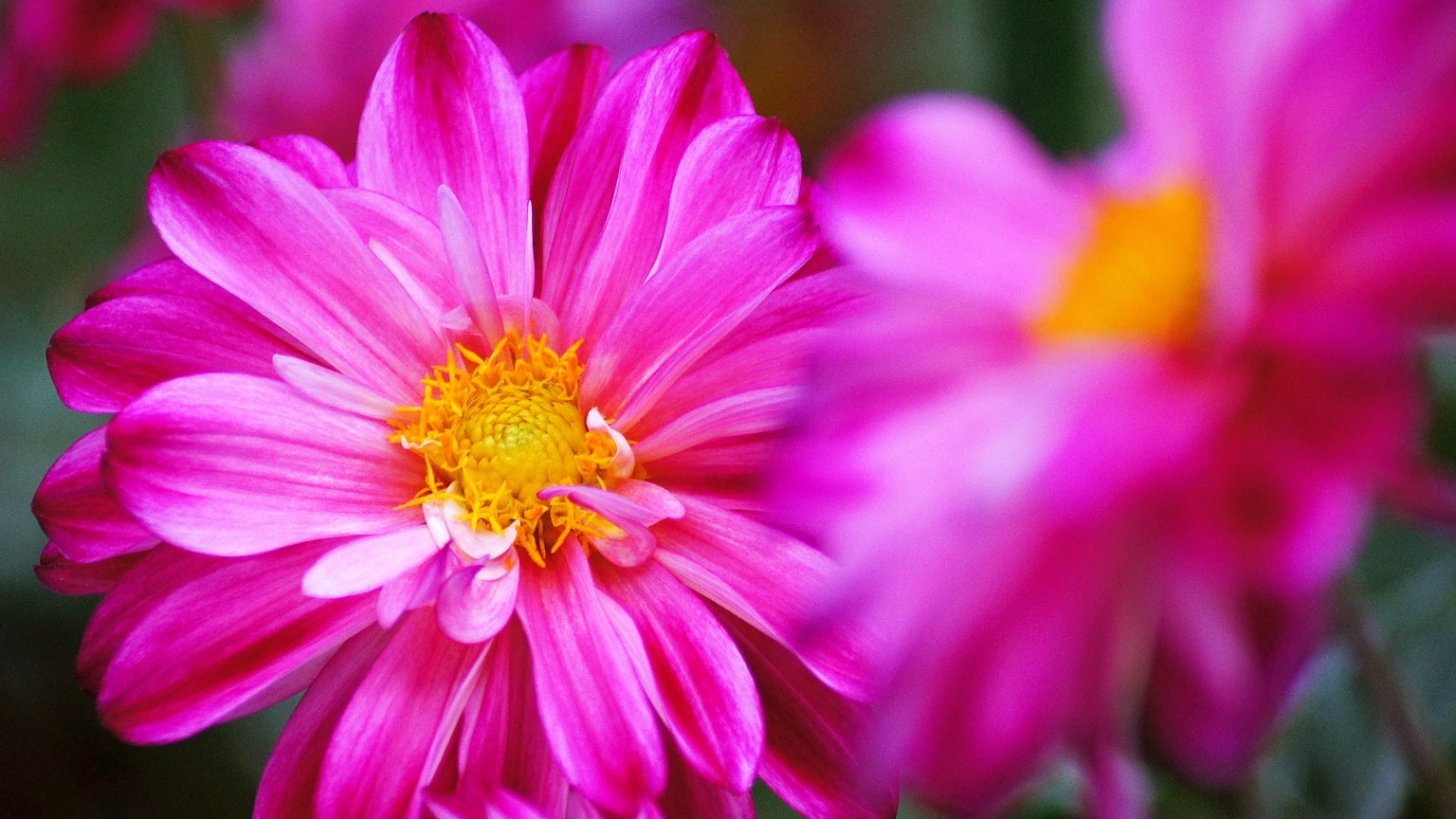 Pétales roses vibrants avec un centre jaune d'une fleur de dahlias