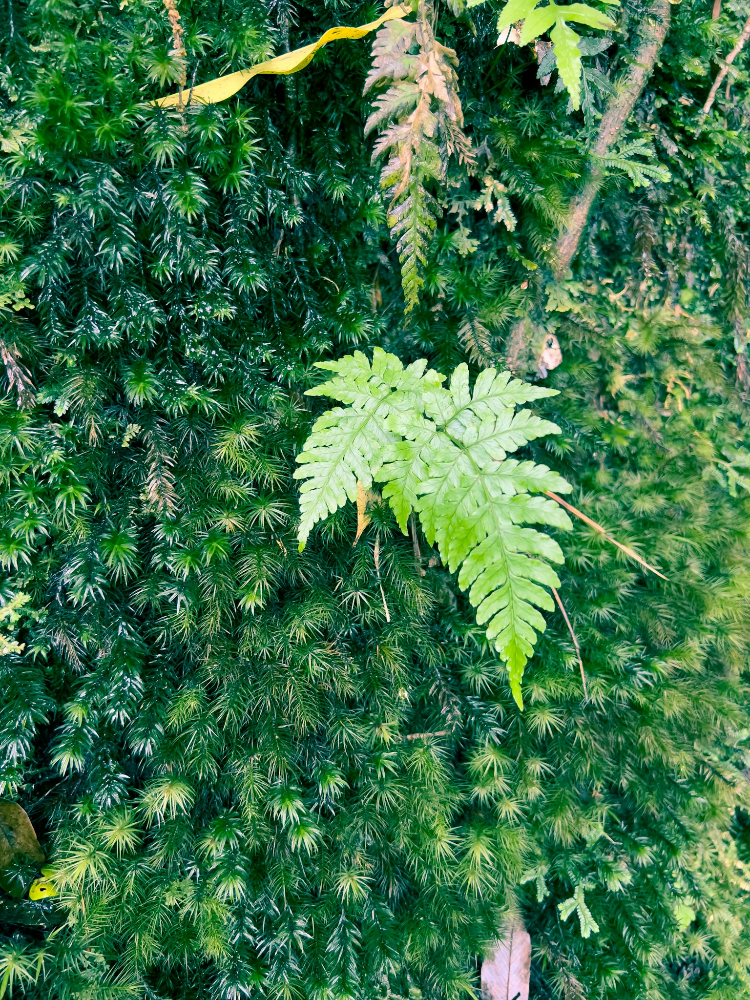 Hoja de helecho destacada contra un fondo de musgo verde exuberante