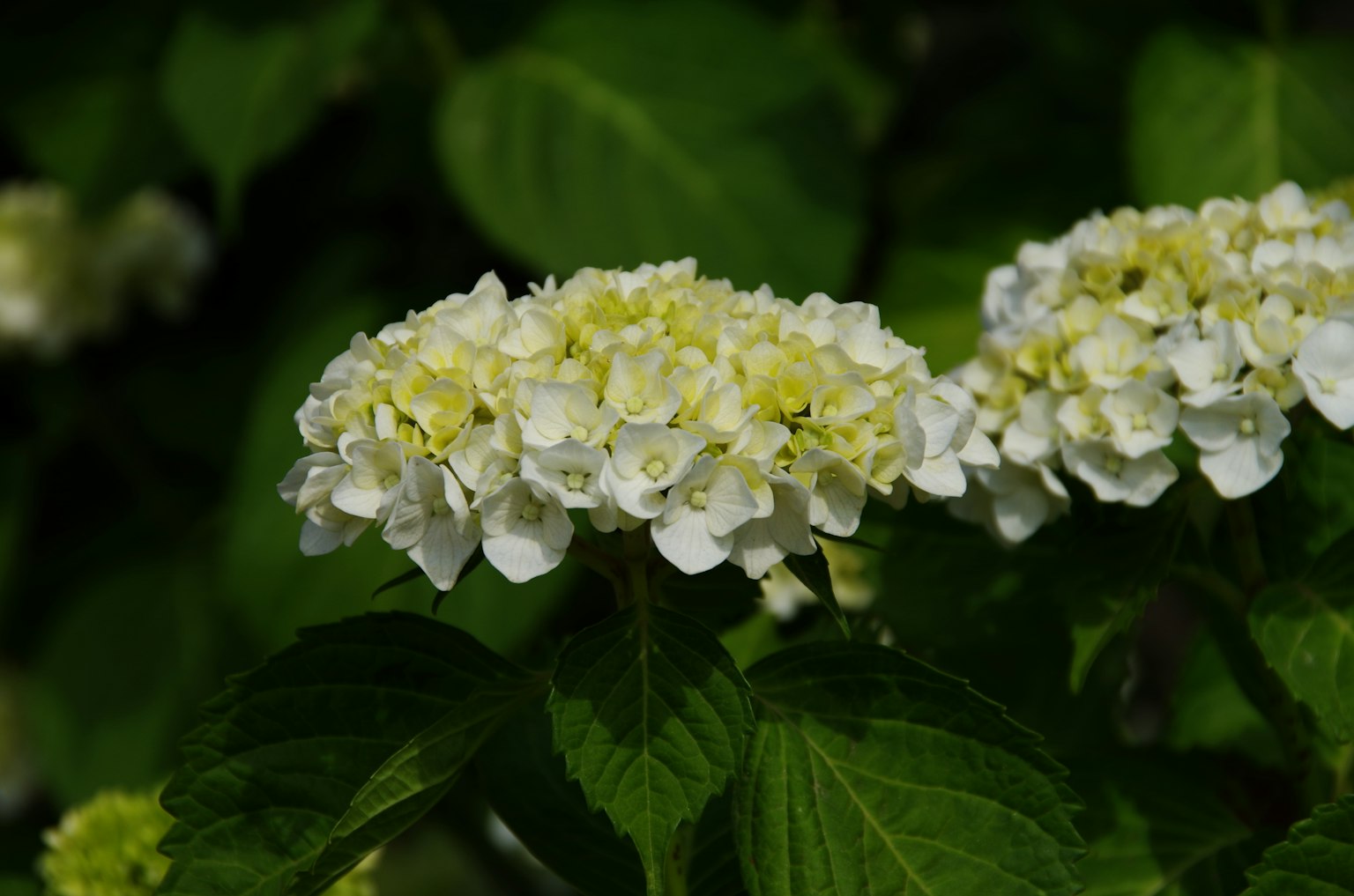 白色绣球花被绿色叶子环绕