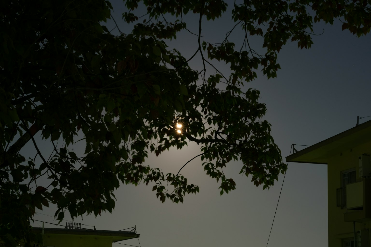 Scène nocturne avec la lumière de la lune visible à travers les branches d'arbres