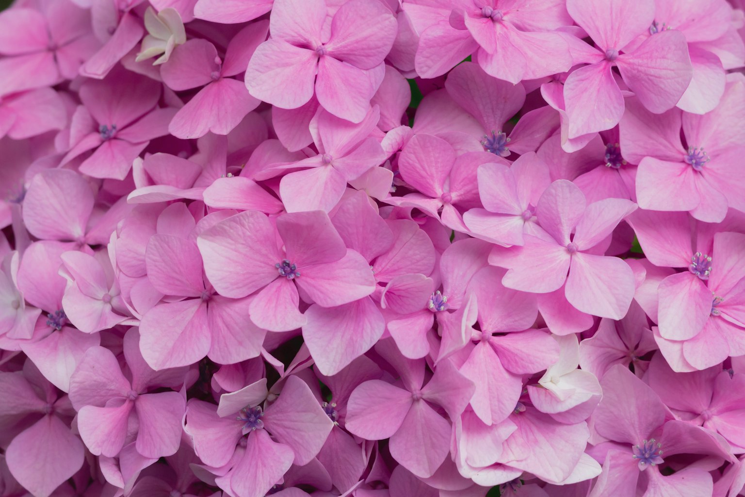 Close-up bunga petal berwarna pink muda yang indah