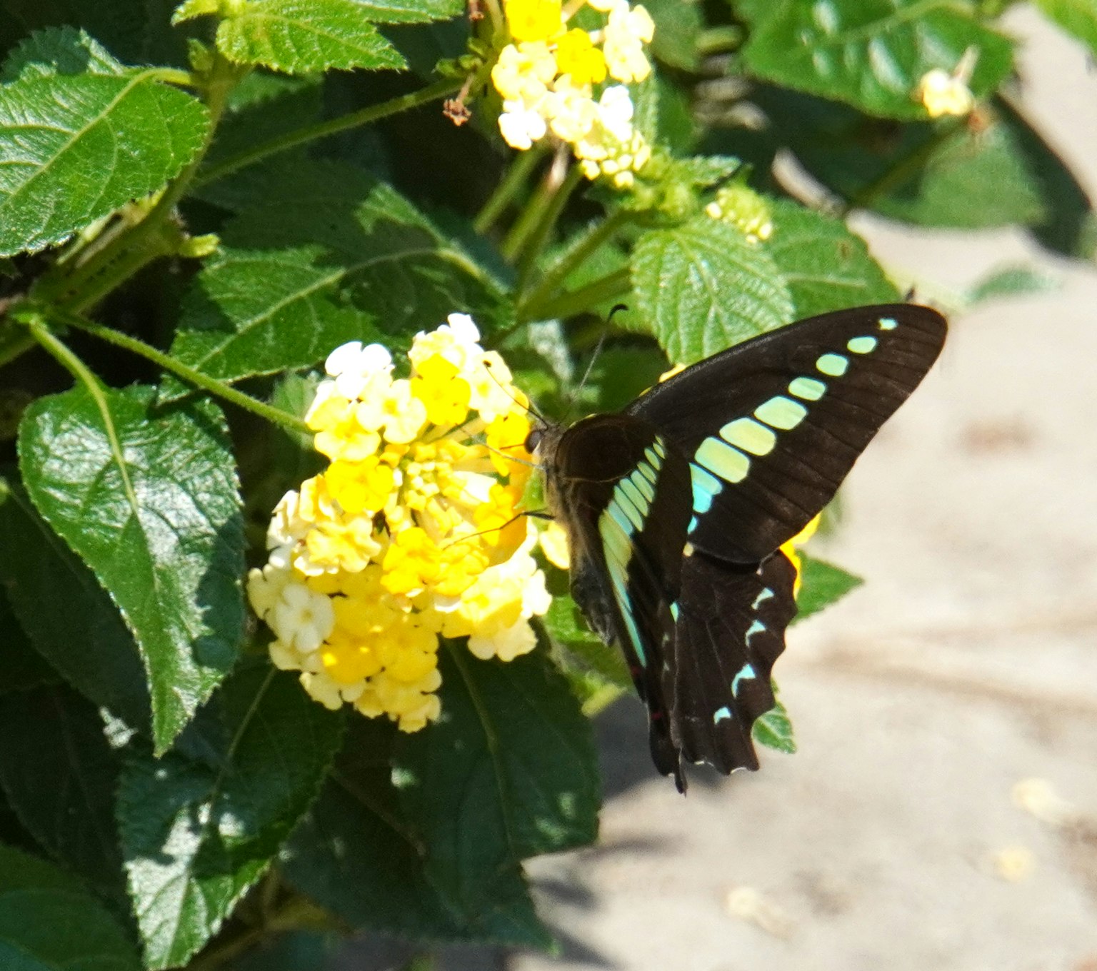 Schwarzer Schmetterling ruht sich neben gelben Blumen aus