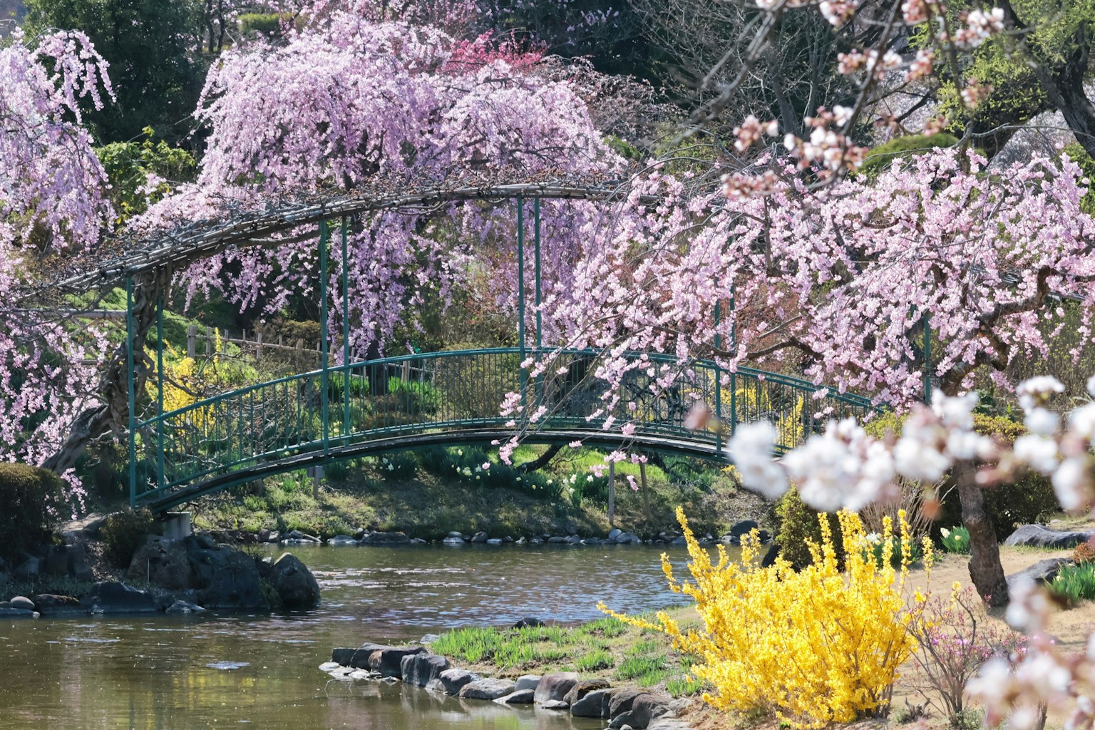 美麗的花園景觀，有櫻花樹和小橋