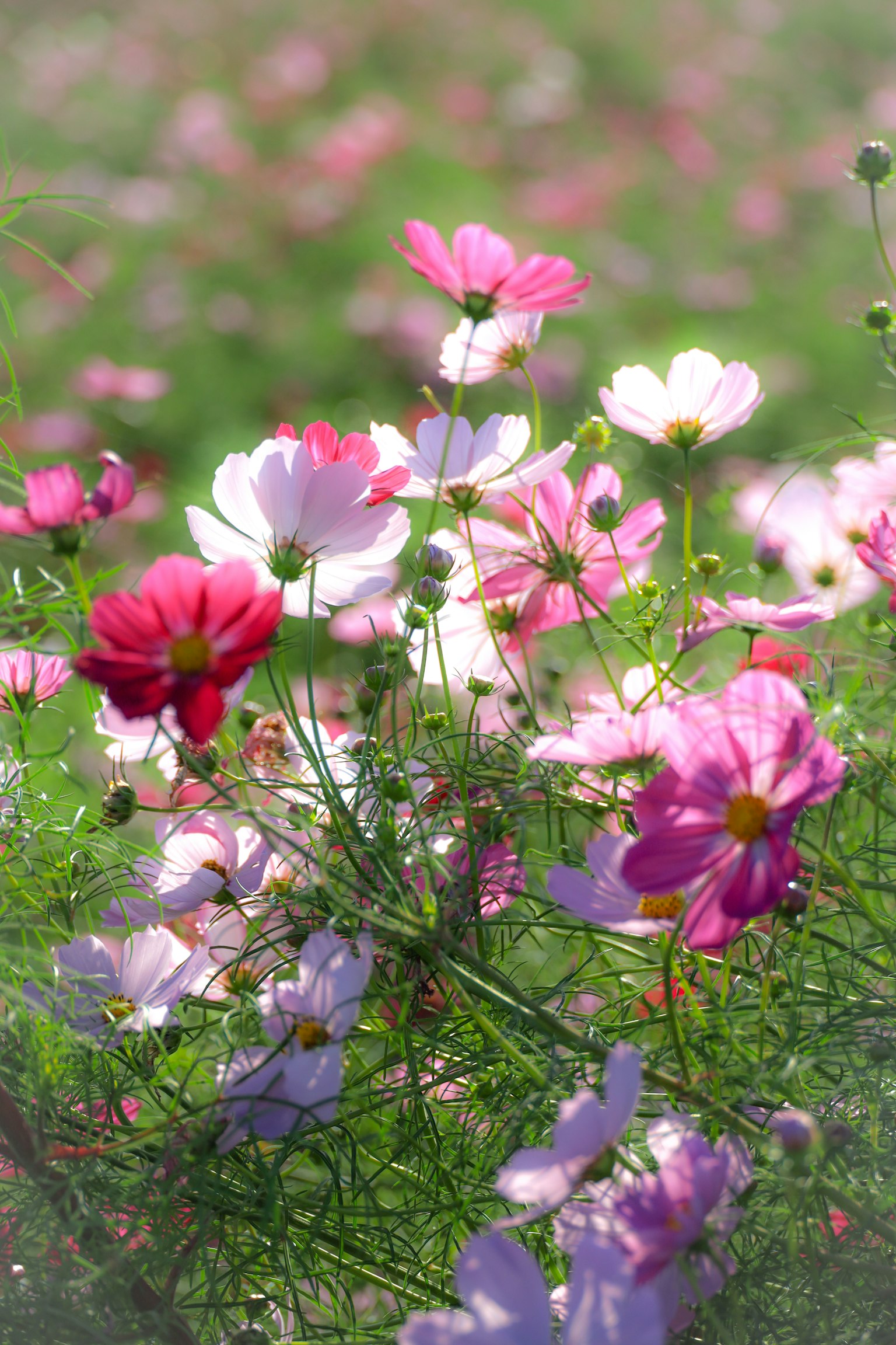 A vibrant field of blooming cosmos flowers in pink and white