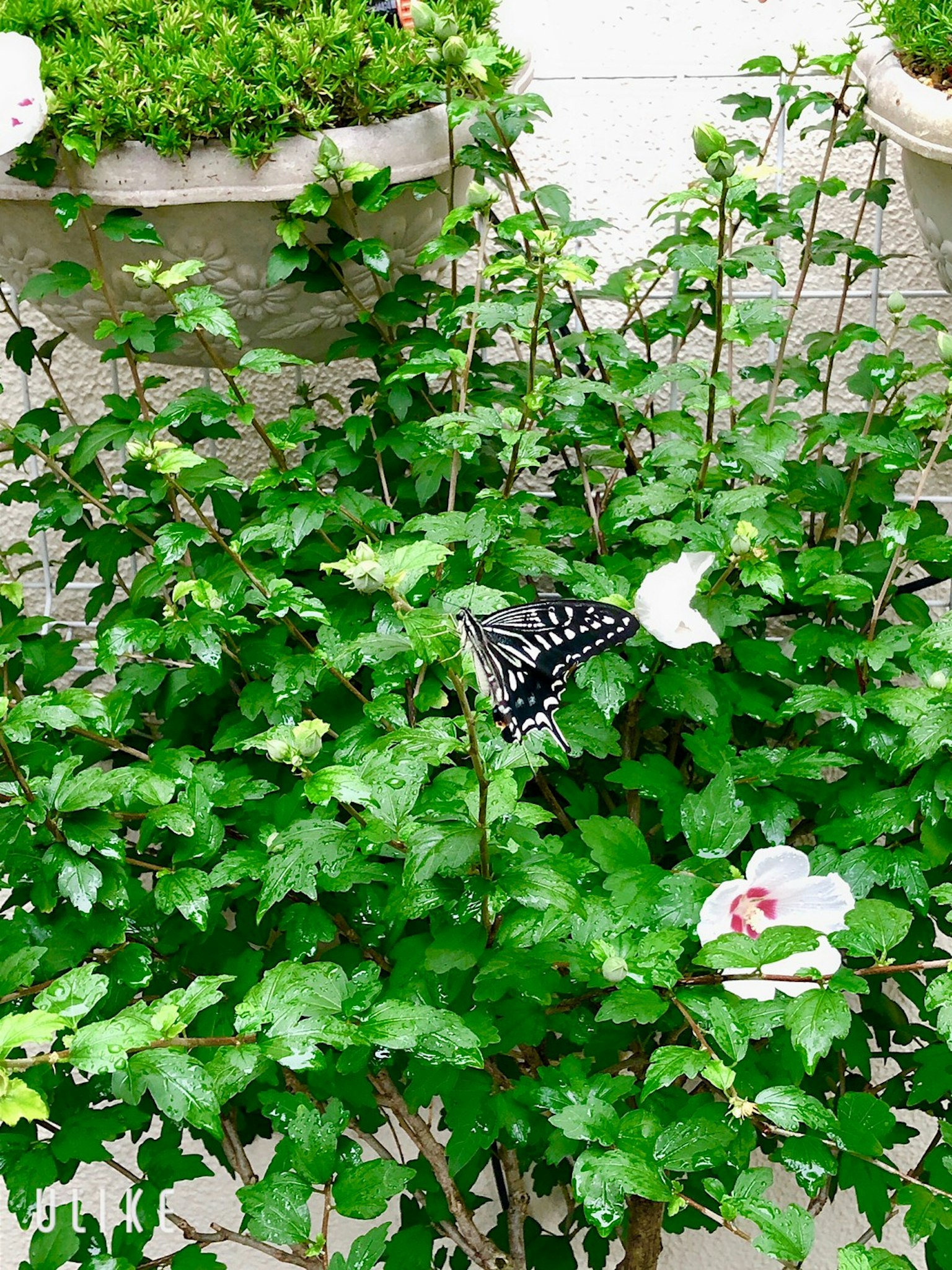 Eine schöne Szene mit einem schwarzen Schmetterling zwischen grünen Blättern und weißen Blumen