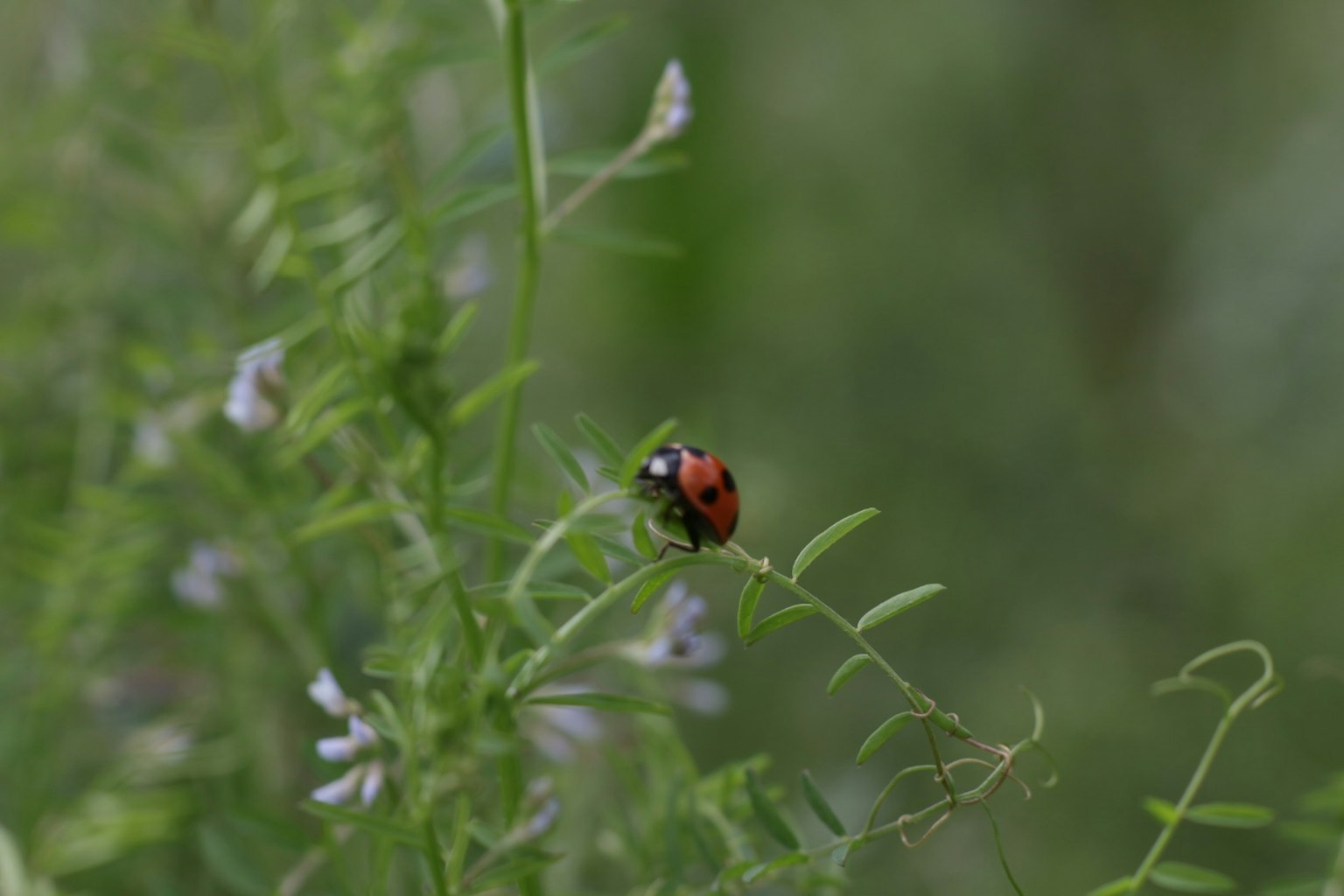 Ein Marienkäfer auf grünem Blattwerk mit kleinen weißen Blumen