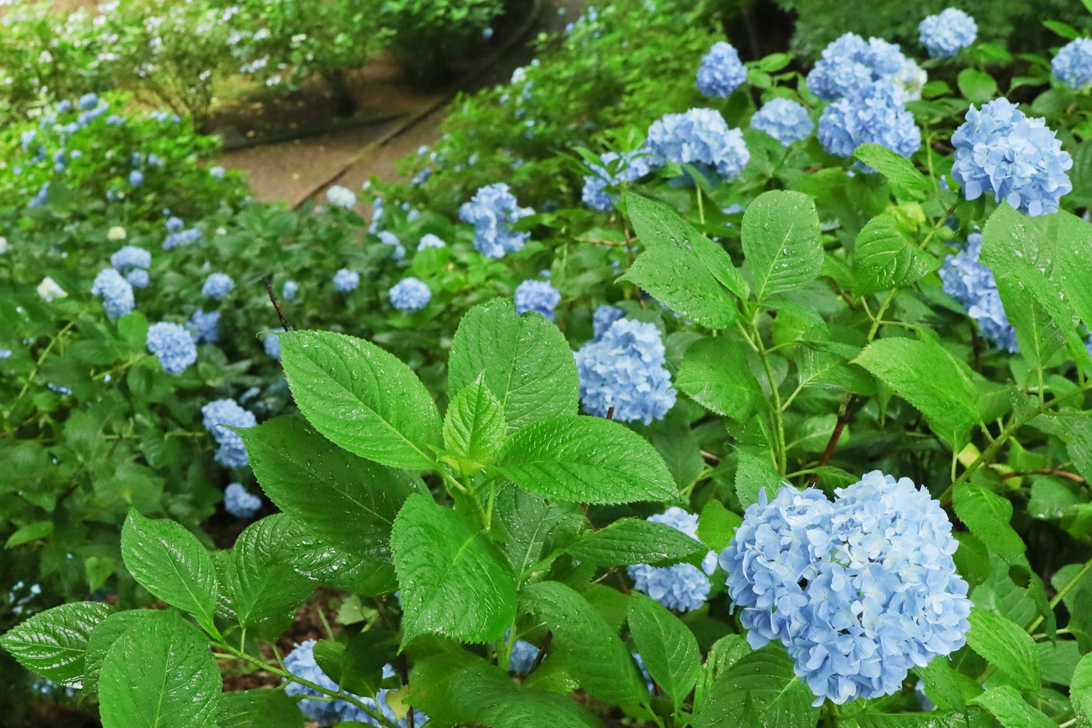 Lush garden scene with blue flowers and green leaves