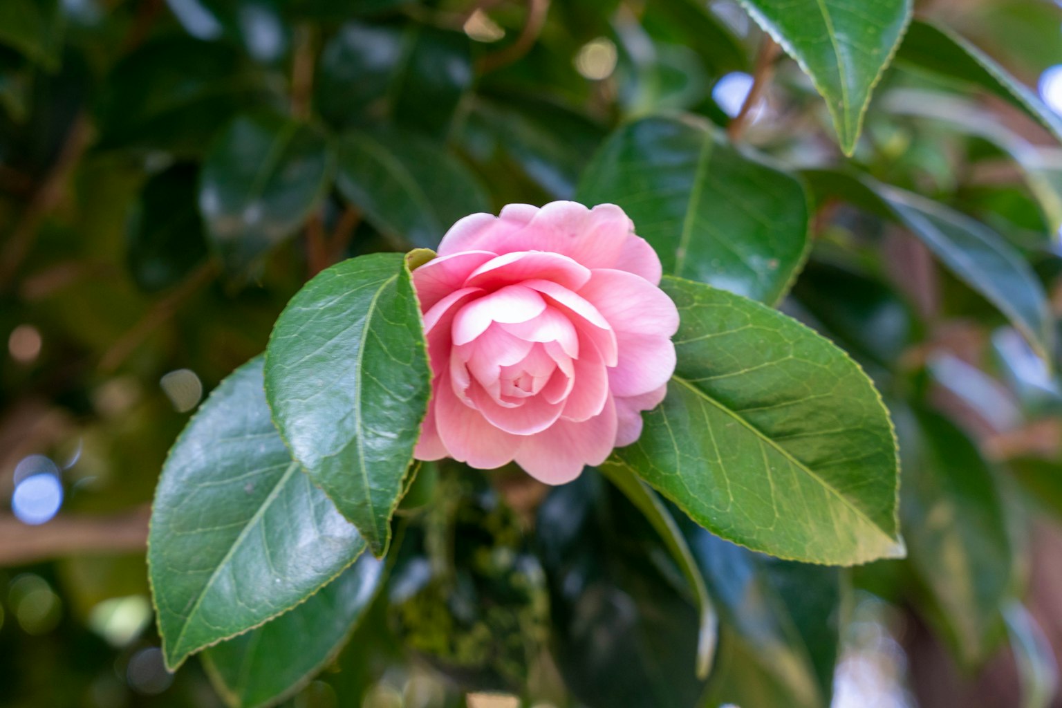 Fiore di camelia rosa circondato da foglie verdi