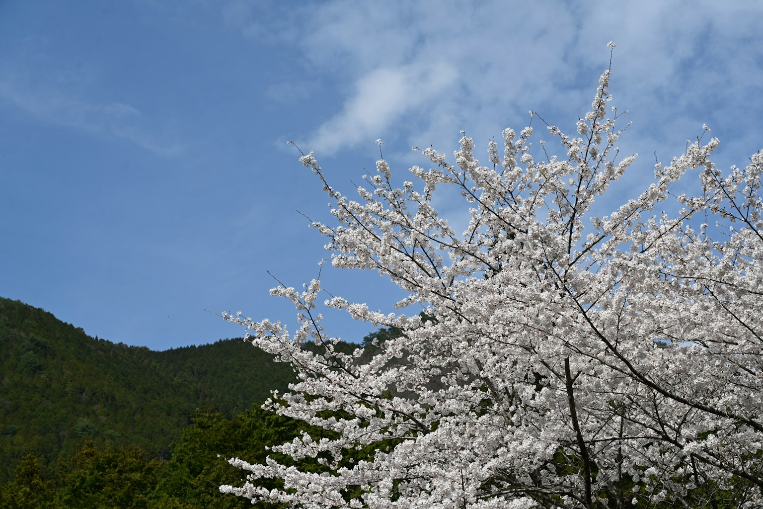 盛开的樱花树在蓝天和绿色山脉下