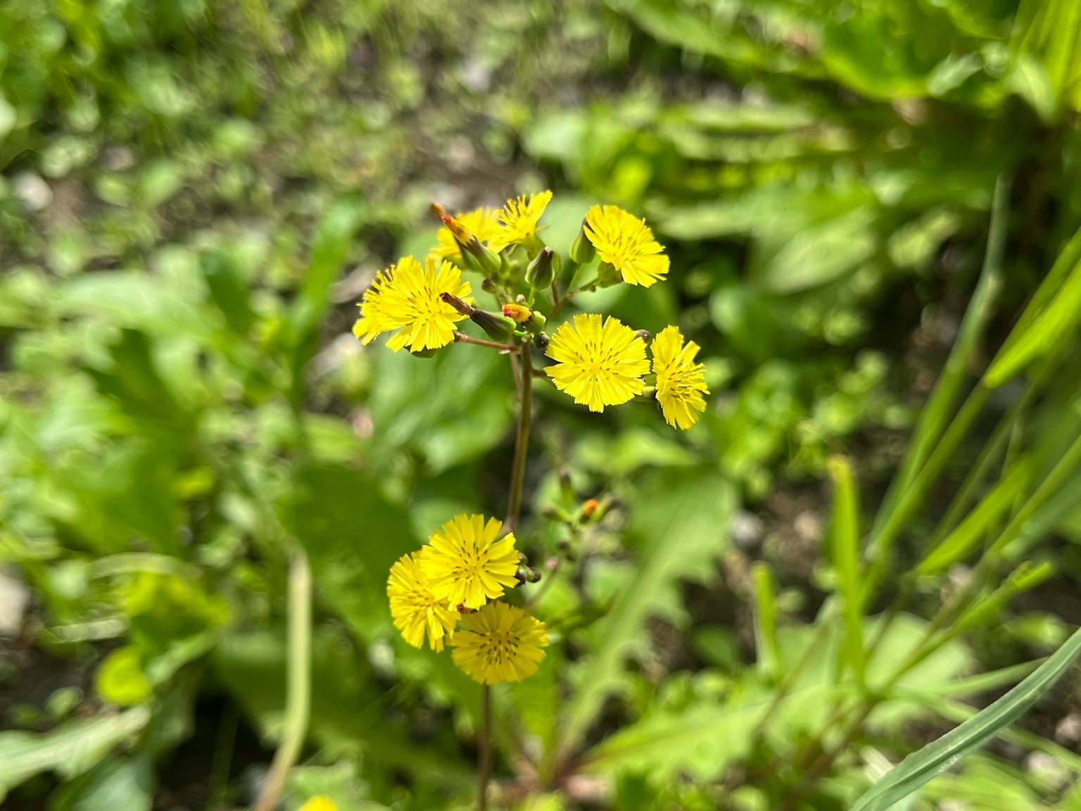 Raggruppamento di fiori gialli su uno sfondo verde