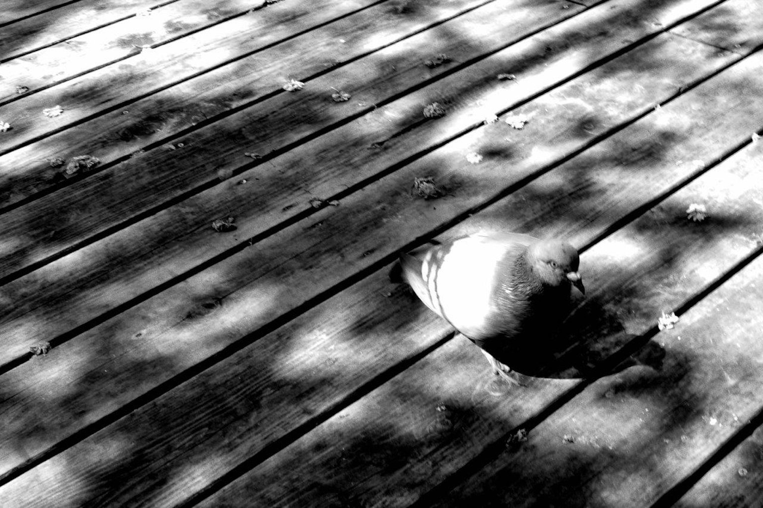 Photo en noir et blanc d'un pigeon sur un sol en bois