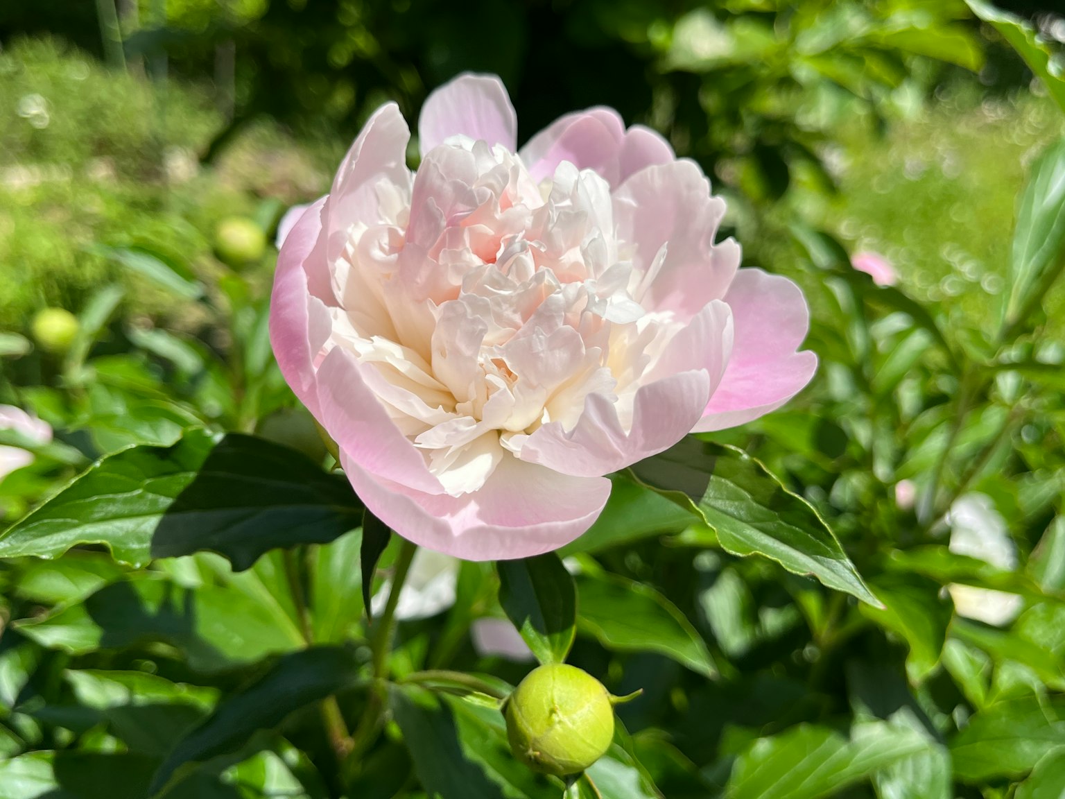 牡丹花在綠色葉子中盛開