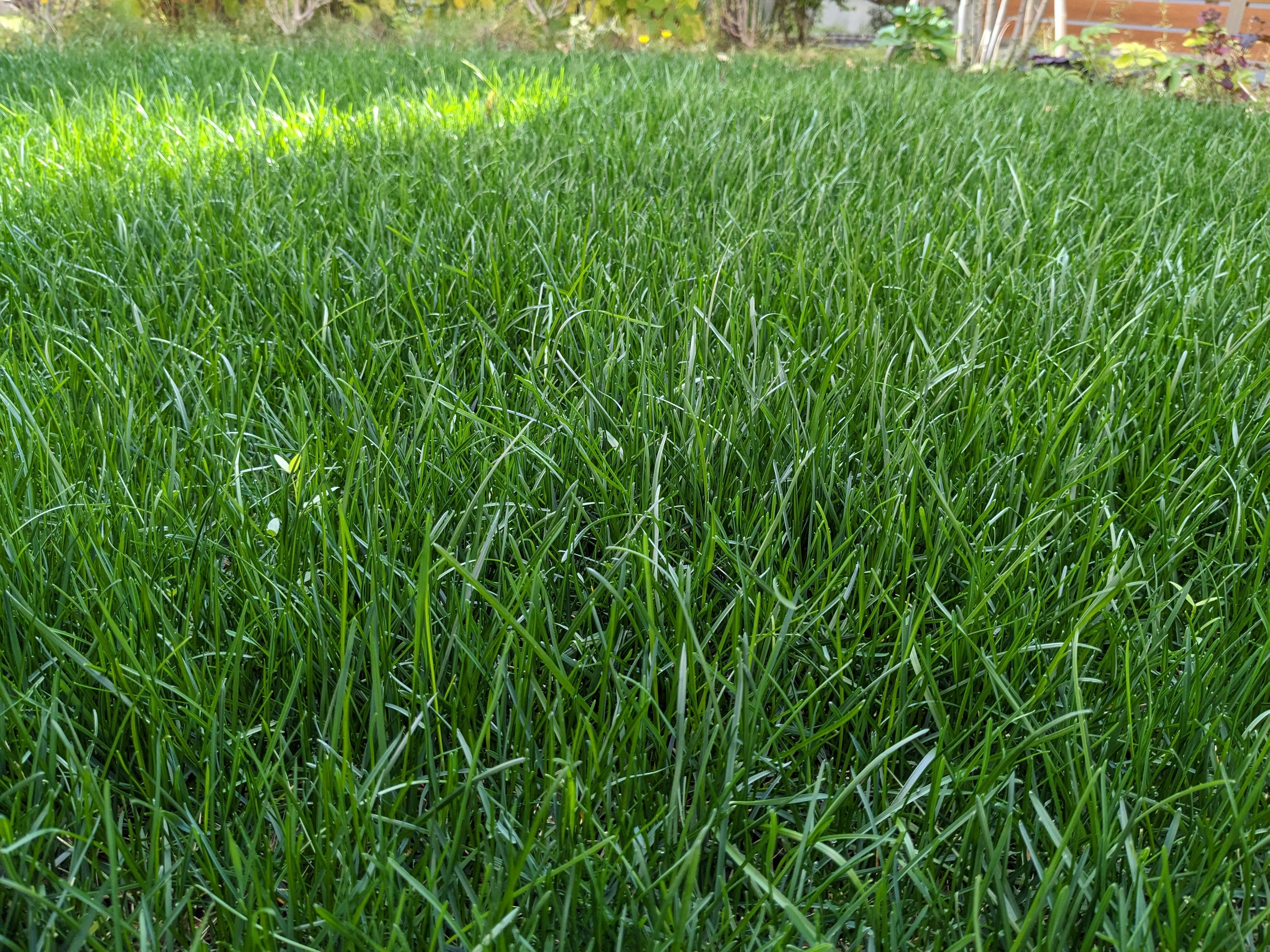 césped verde exuberante en un jardín