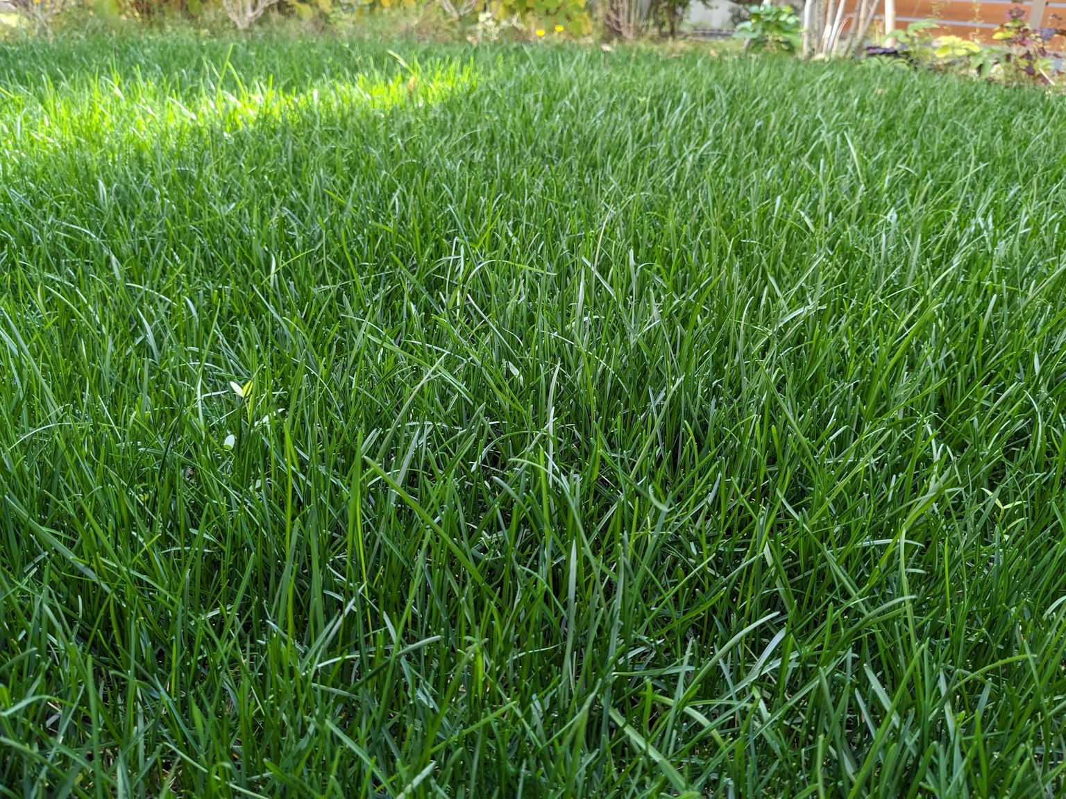 Rumput hijau subur menutupi area taman