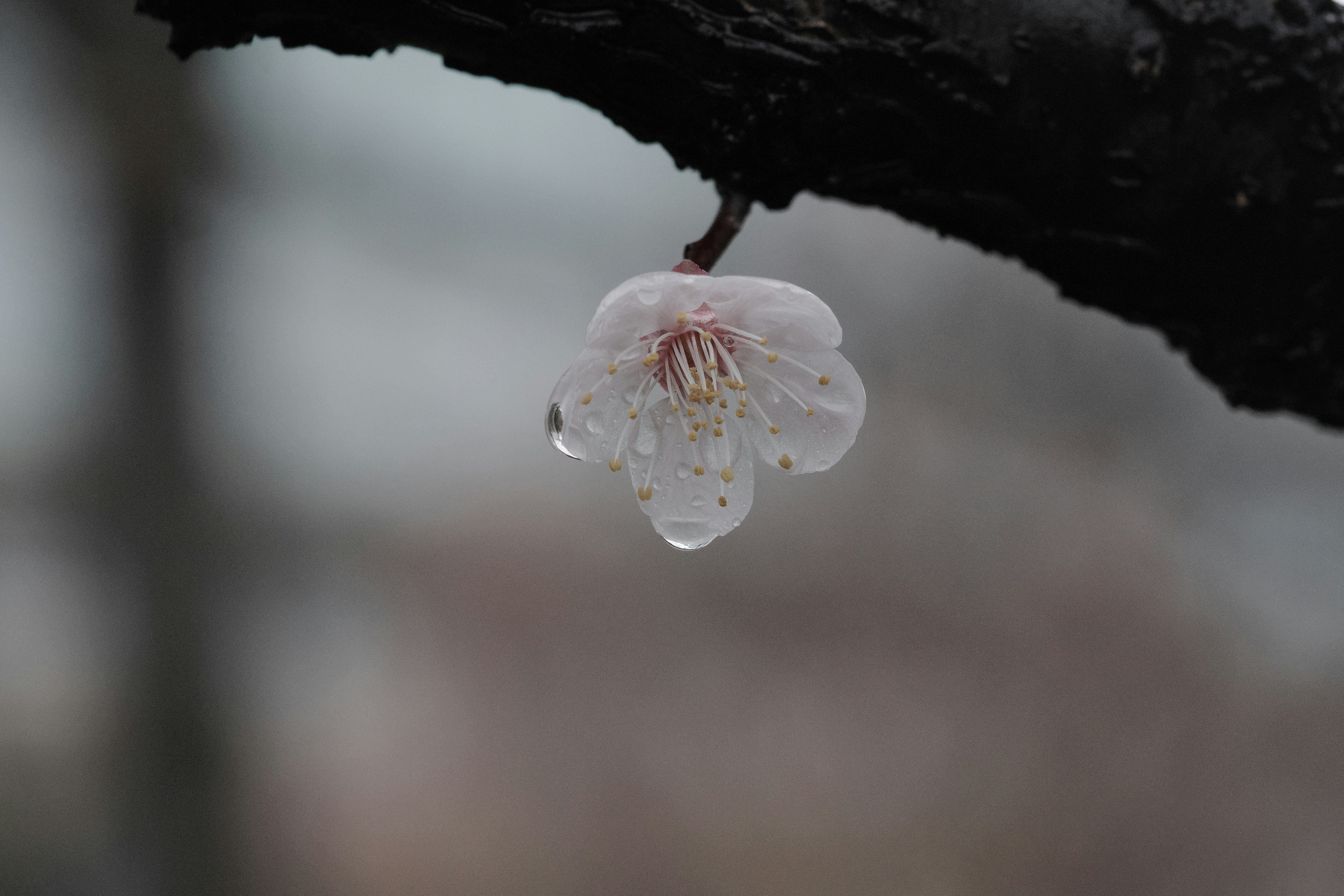 雨に濡れる白梅の花が枝先に咲く公園の風景