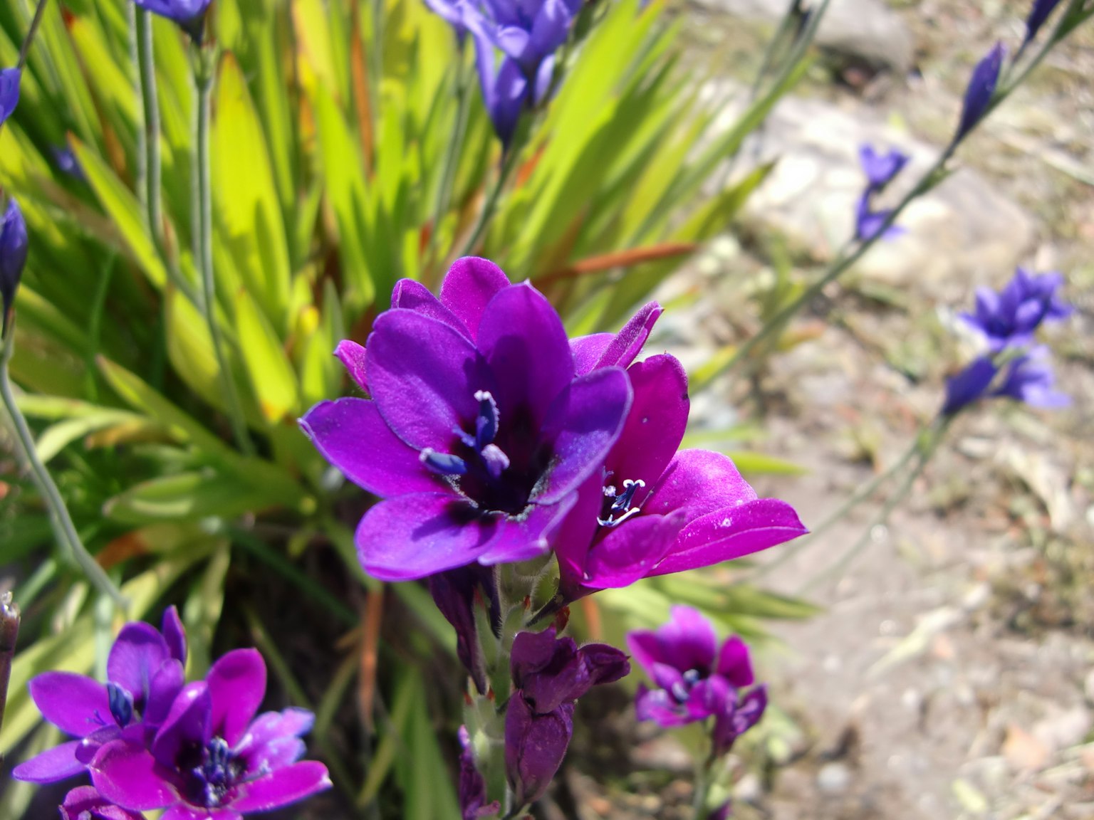 Fleurs violettes éclatantes en fleur avec des feuilles vertes et des boutons bleu-violet
