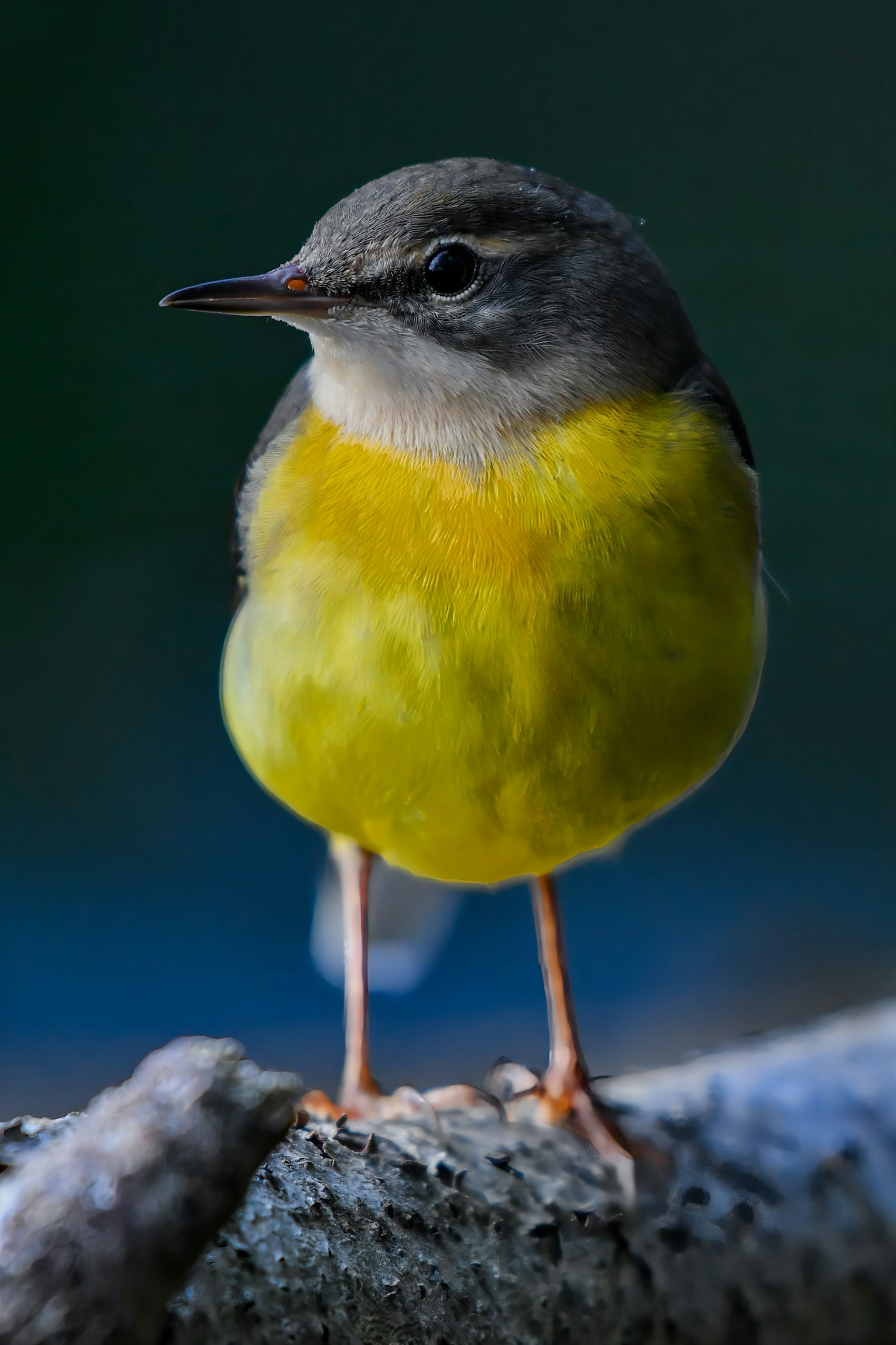 นกตัวเล็กที่มีหน้าอกสีเหลืองสดใสยืนอยู่บนกิ่งไม้