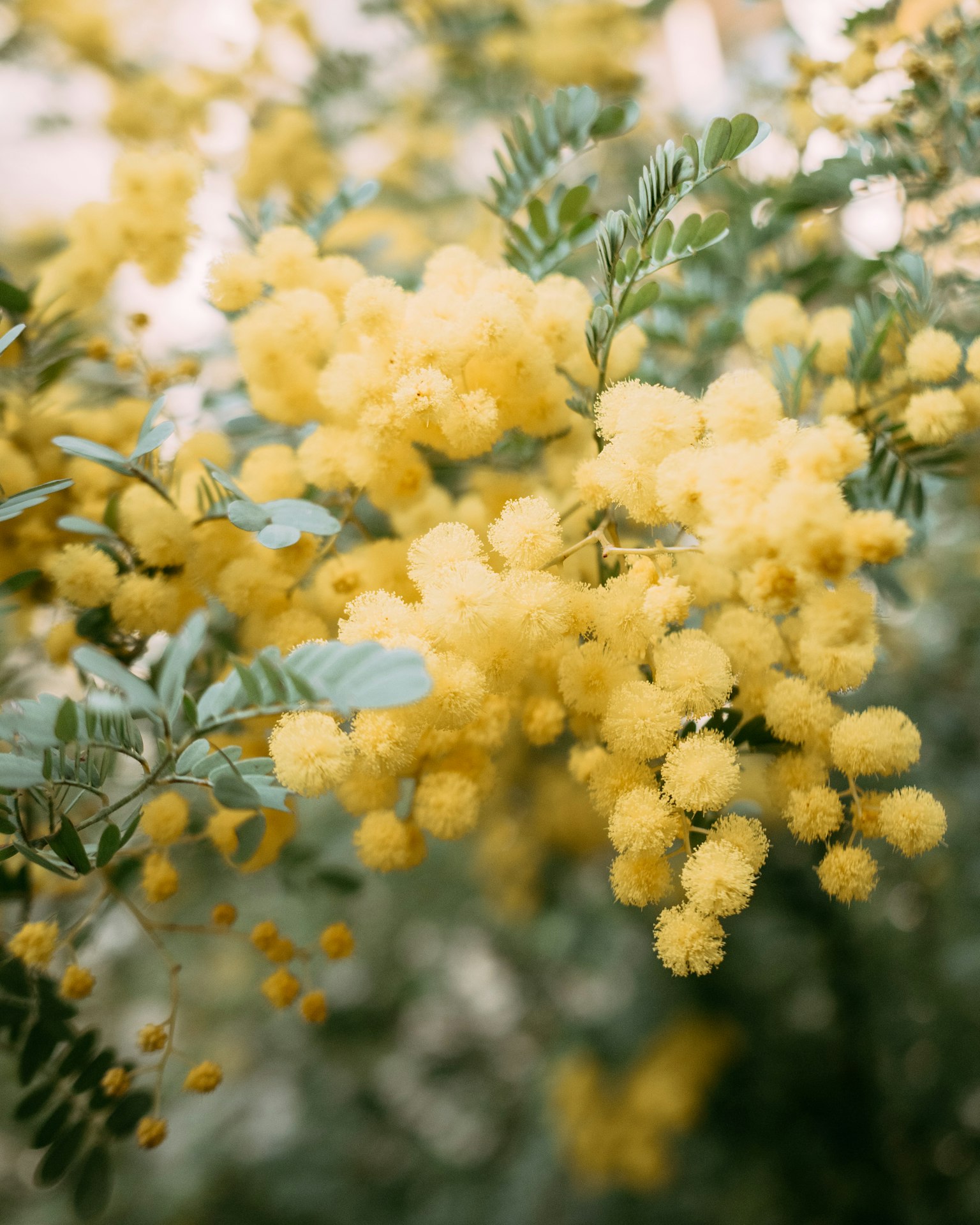 Close-up bunga mimosa kuning cerah dengan daun hijau di latar belakang lembut
