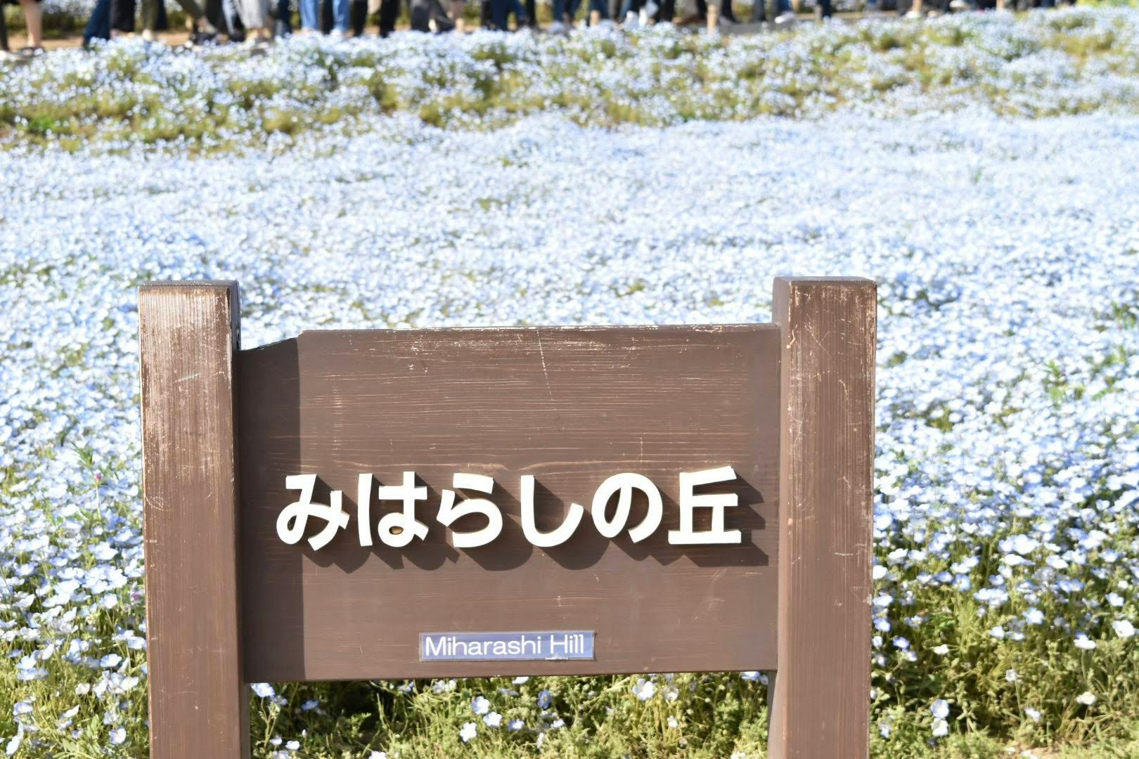 美原之丘標牌與滿地花海
