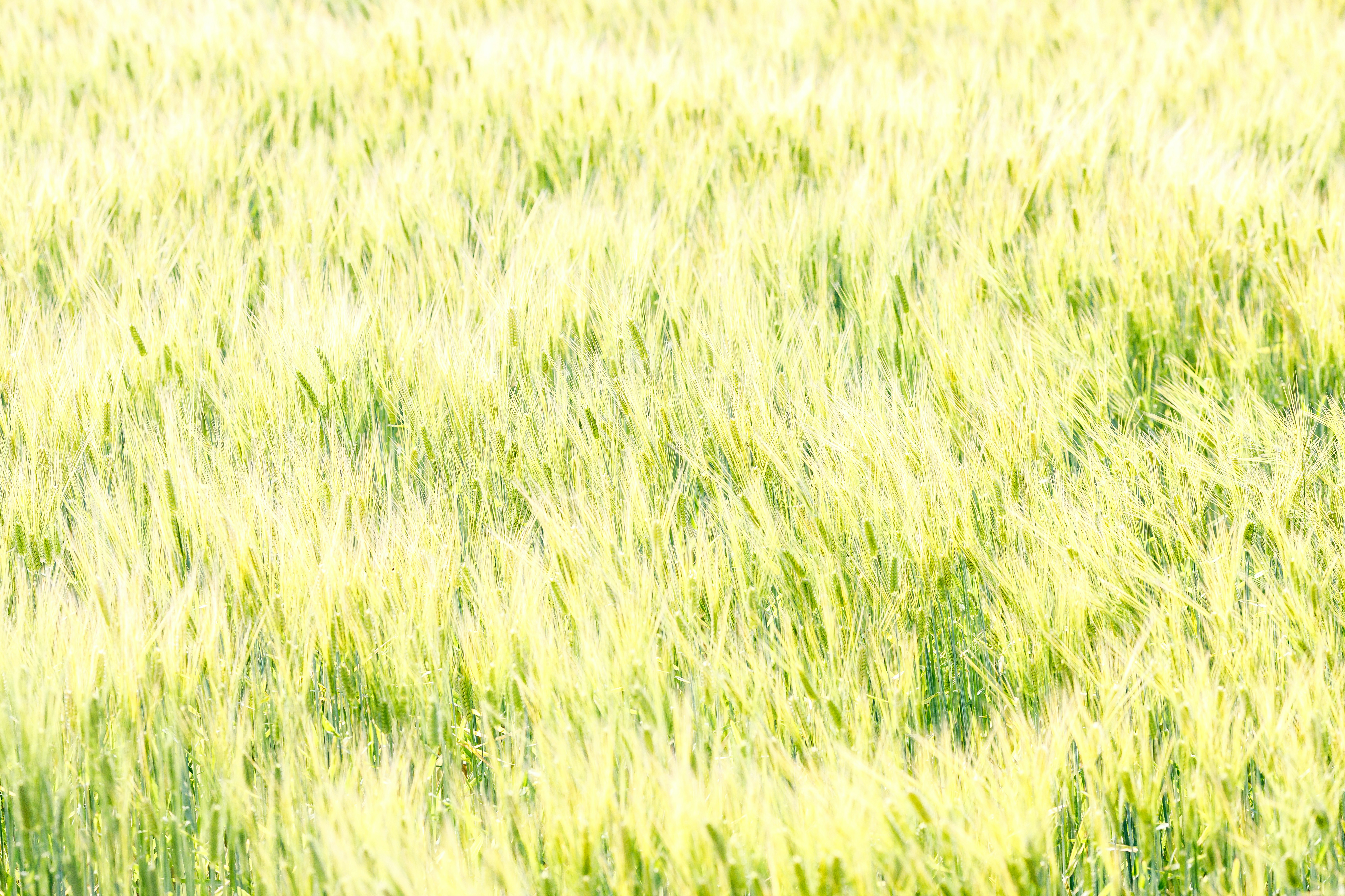 黄金色に広がる麦畑の風景